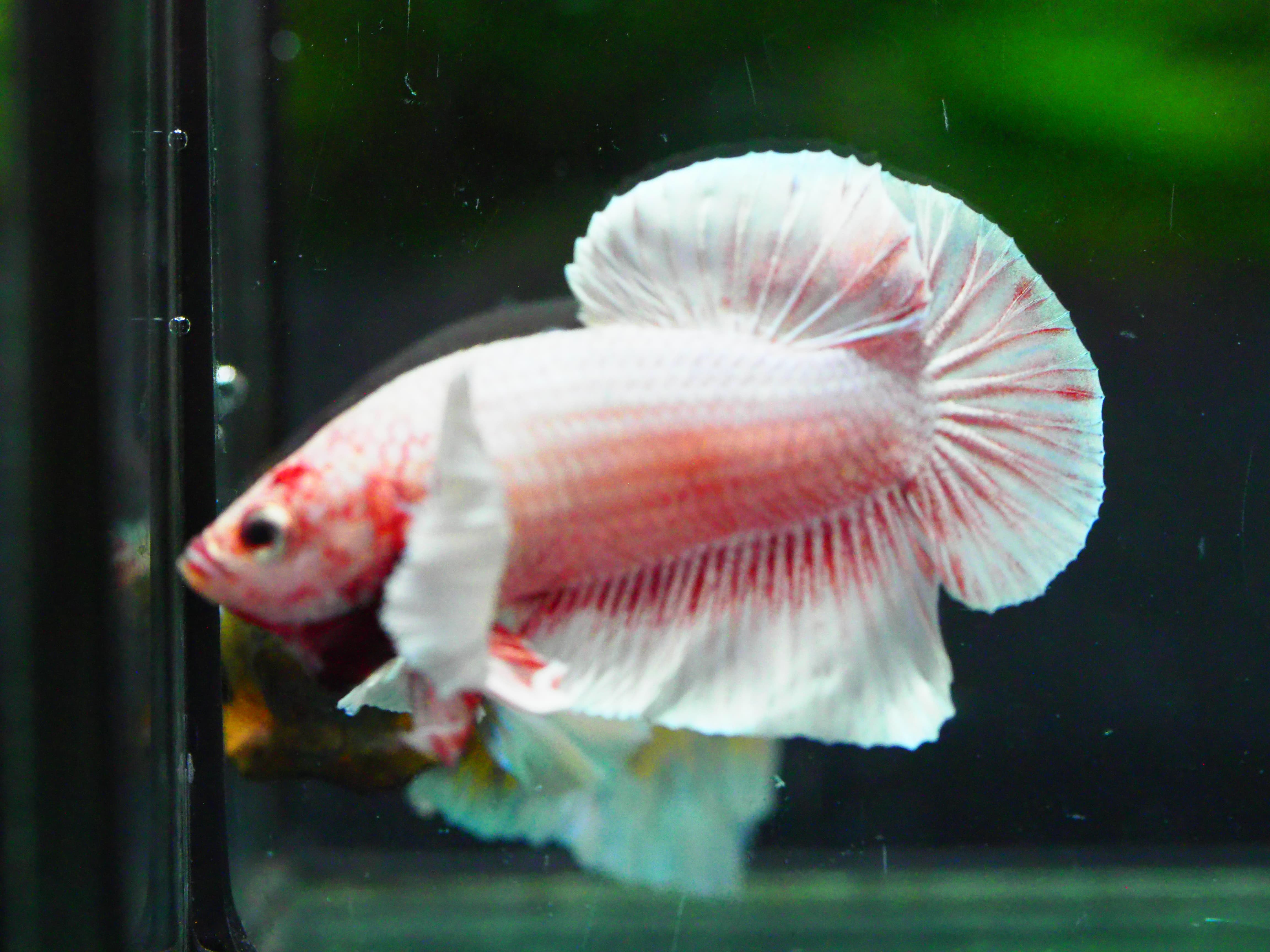 HMPK DUMBO MALE GRADE A +++