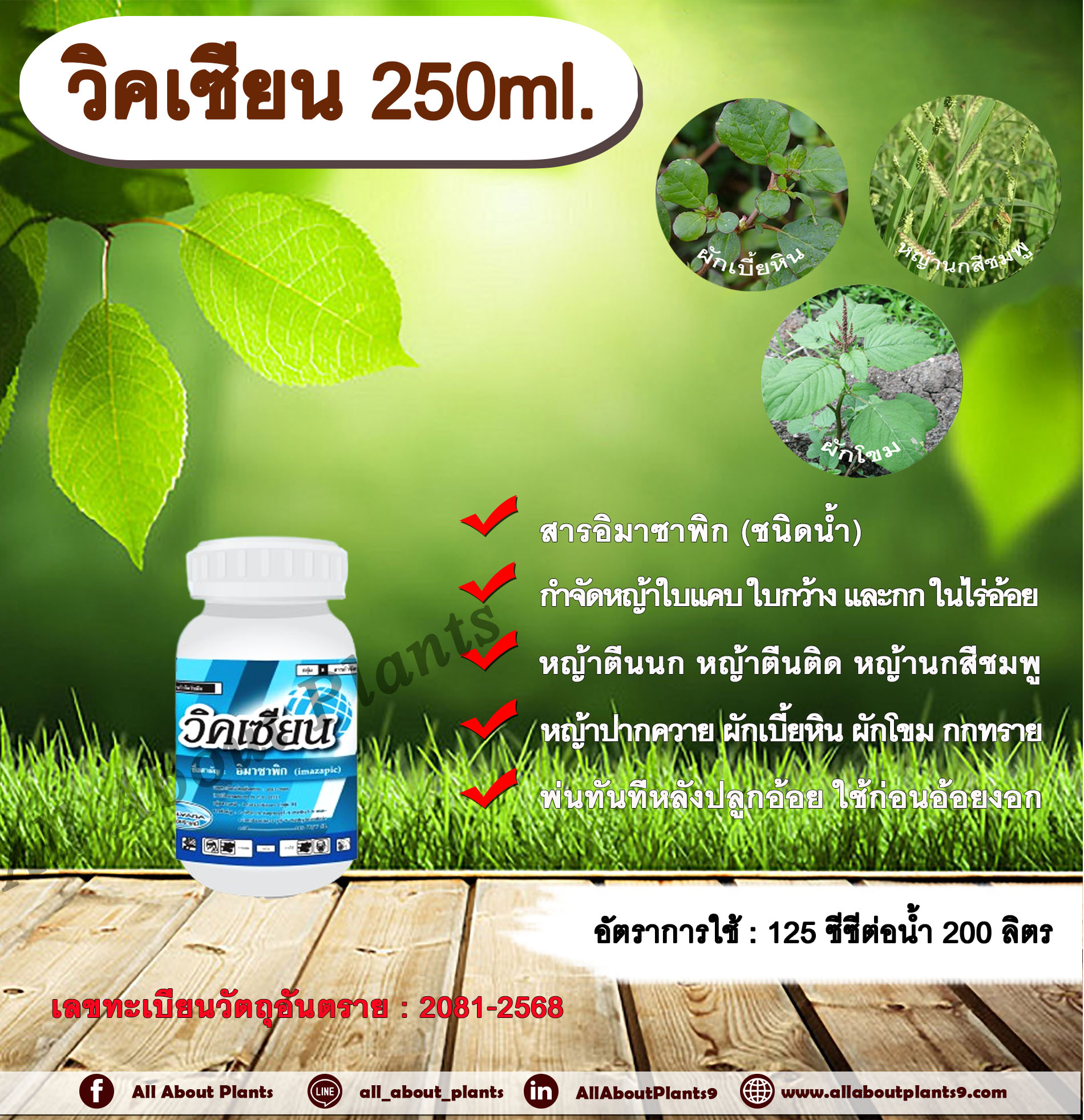 วิคเซียน 250ml.สารอิมาซาพิก กำจัดหญ้าในไร่อ้อย สารกำจัดวัชพืช ใบแคบ ใบกว้าง และหญ้าตีนติด หญ้าตีนกา หญ้านกสีชมพู หญ้าปากควาย ผักเบี้ยหิน ผักโขม ผักเสี้ยนผี พ่นทันทีหลังปลูกอ้อย ใช้ก่อนอ้อยงอก ขวด