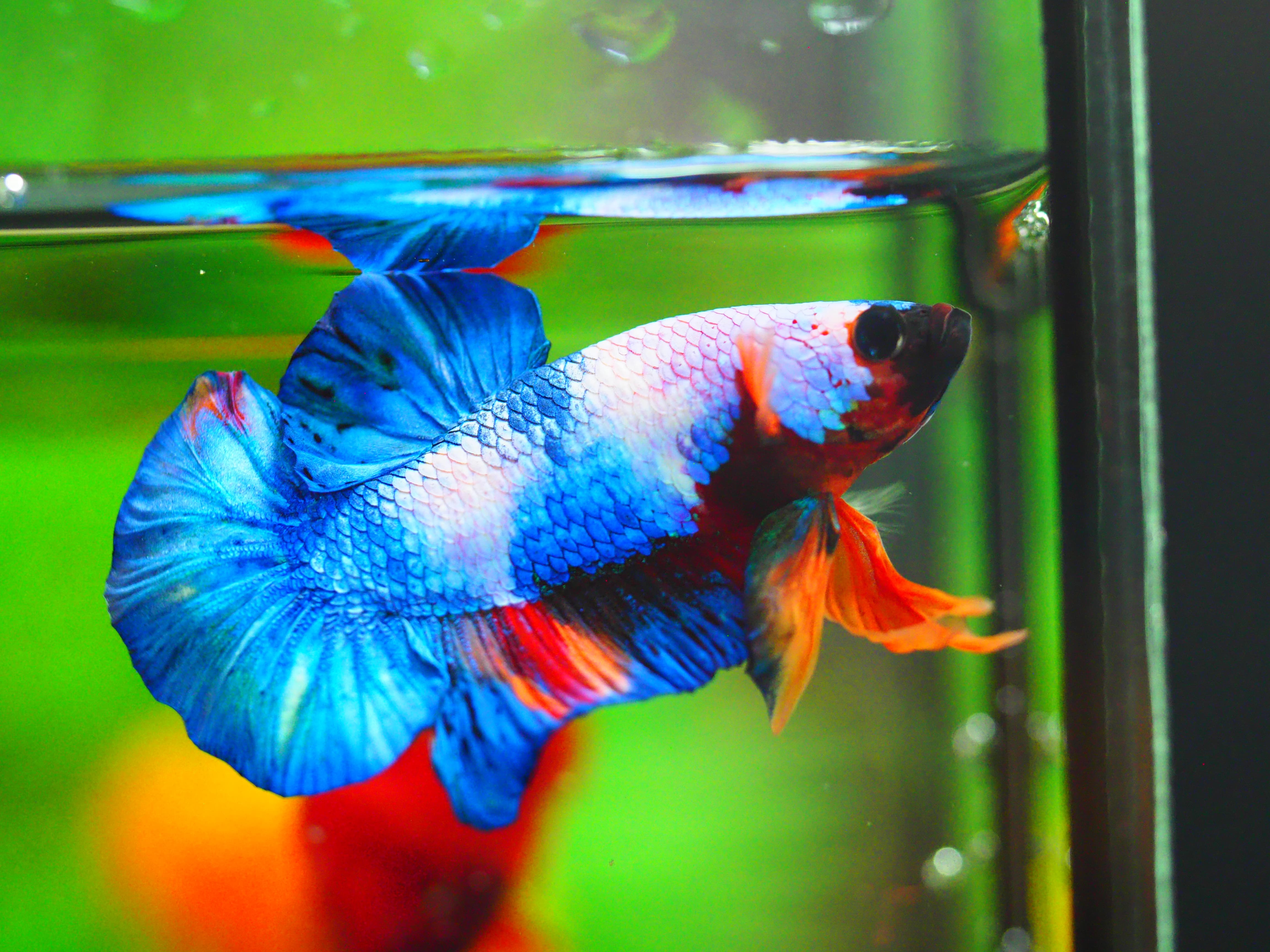 HMPK FANCY MALE GRADE A +++ ปลาเด็ก