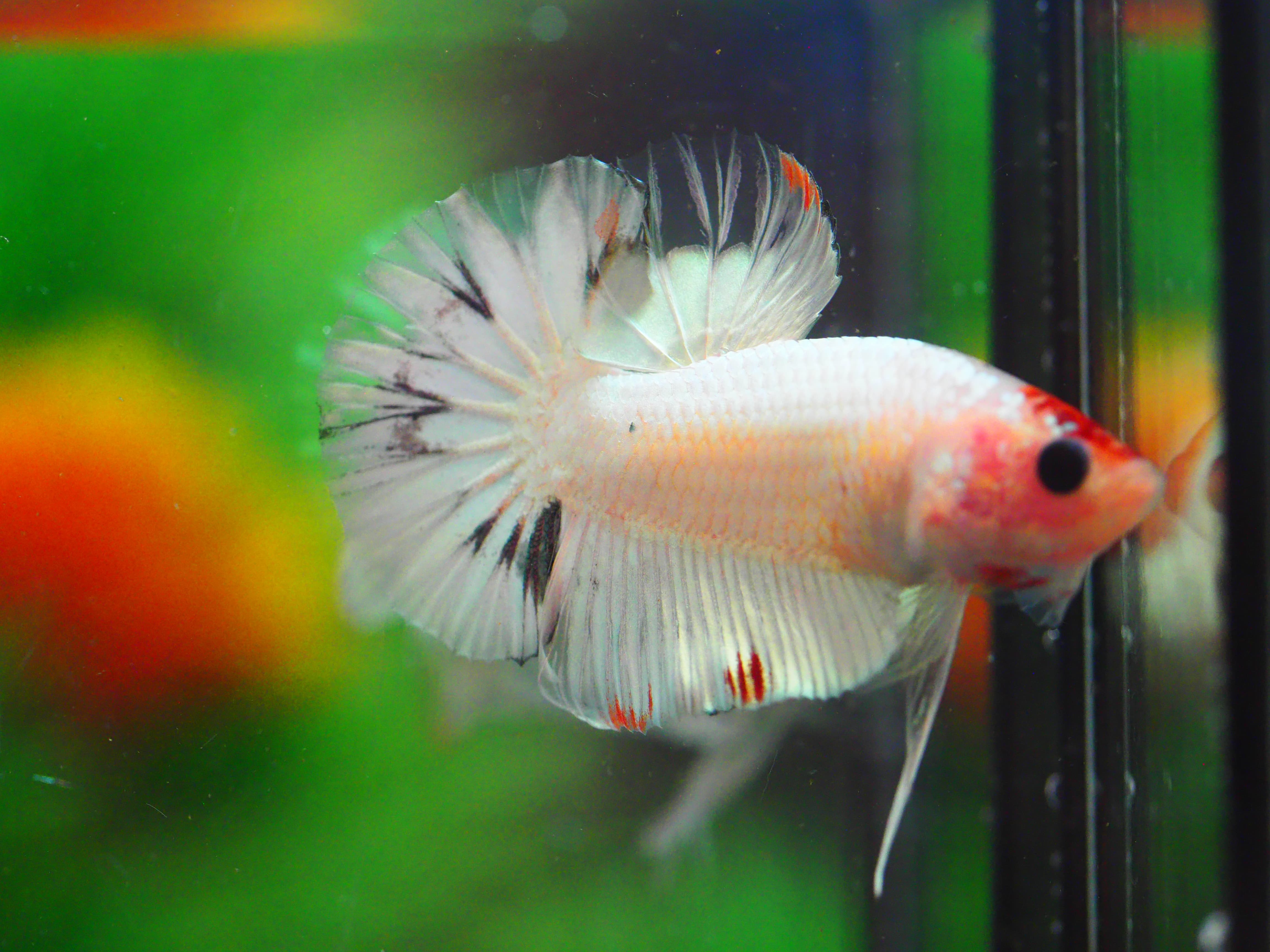 HMPK FANCY MALE GRADE A +++