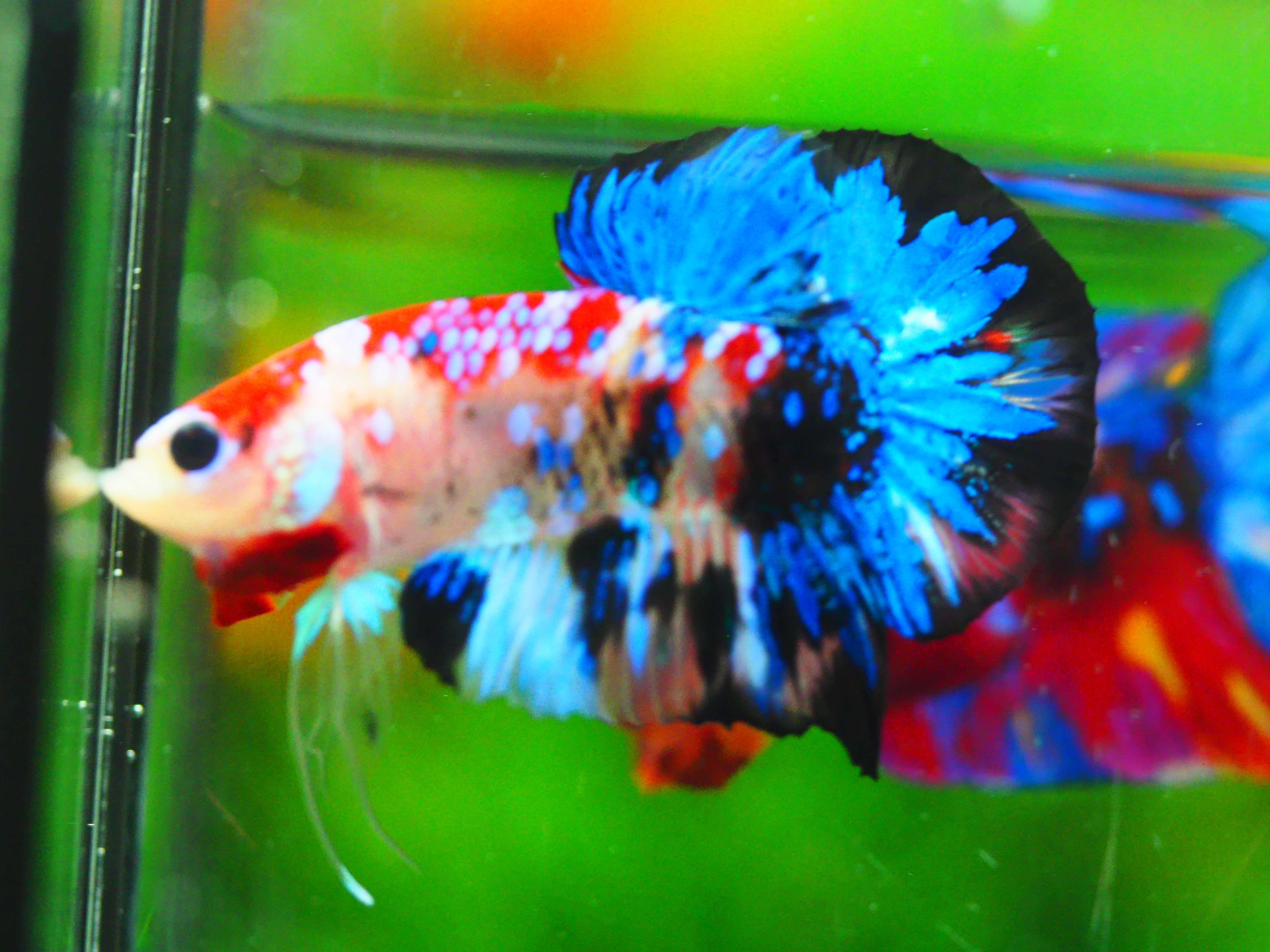 HMPK KOI GALAXY MALE GRADE A +++