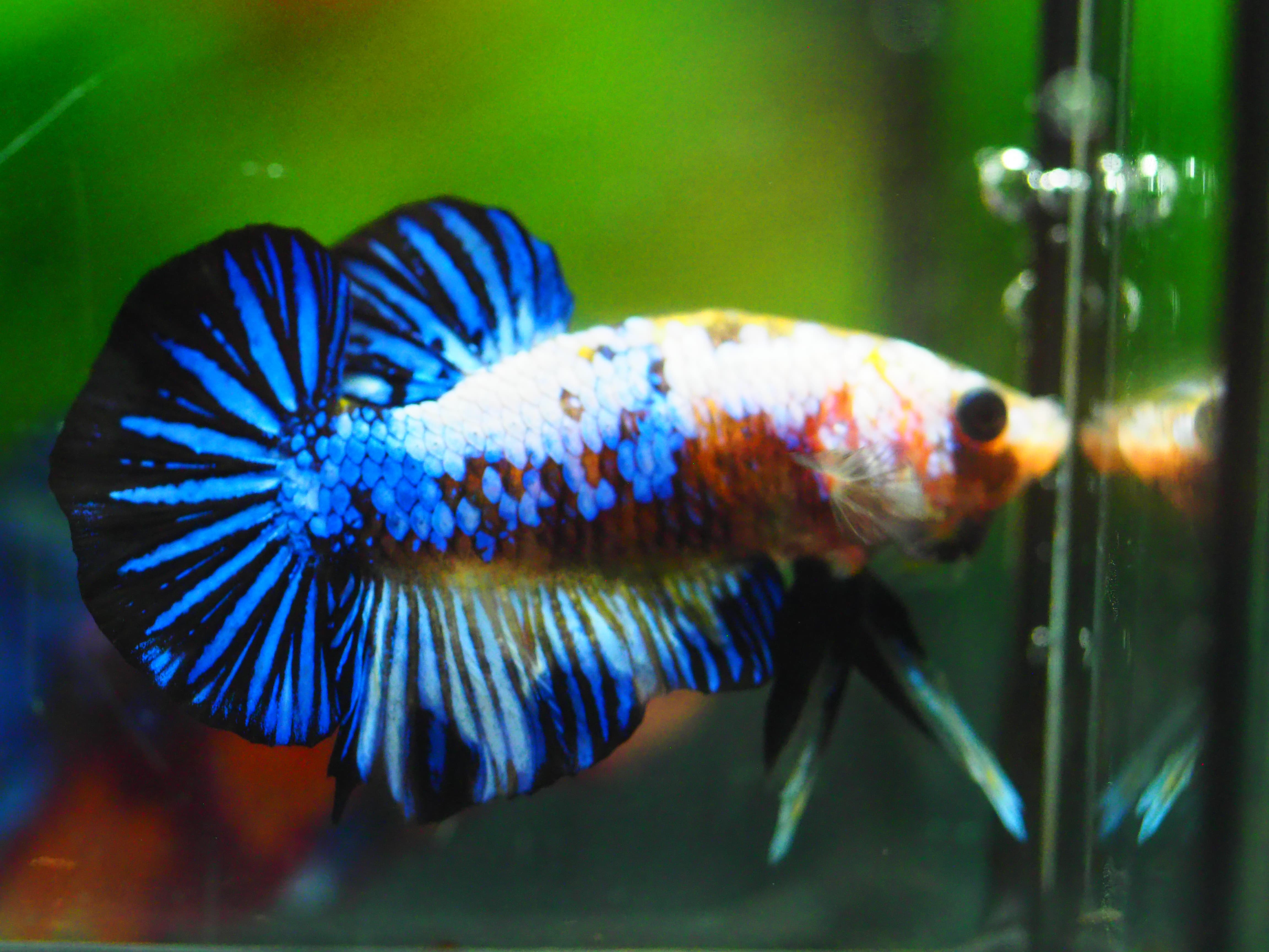 HMPK FANCY MALE GRADE A +++