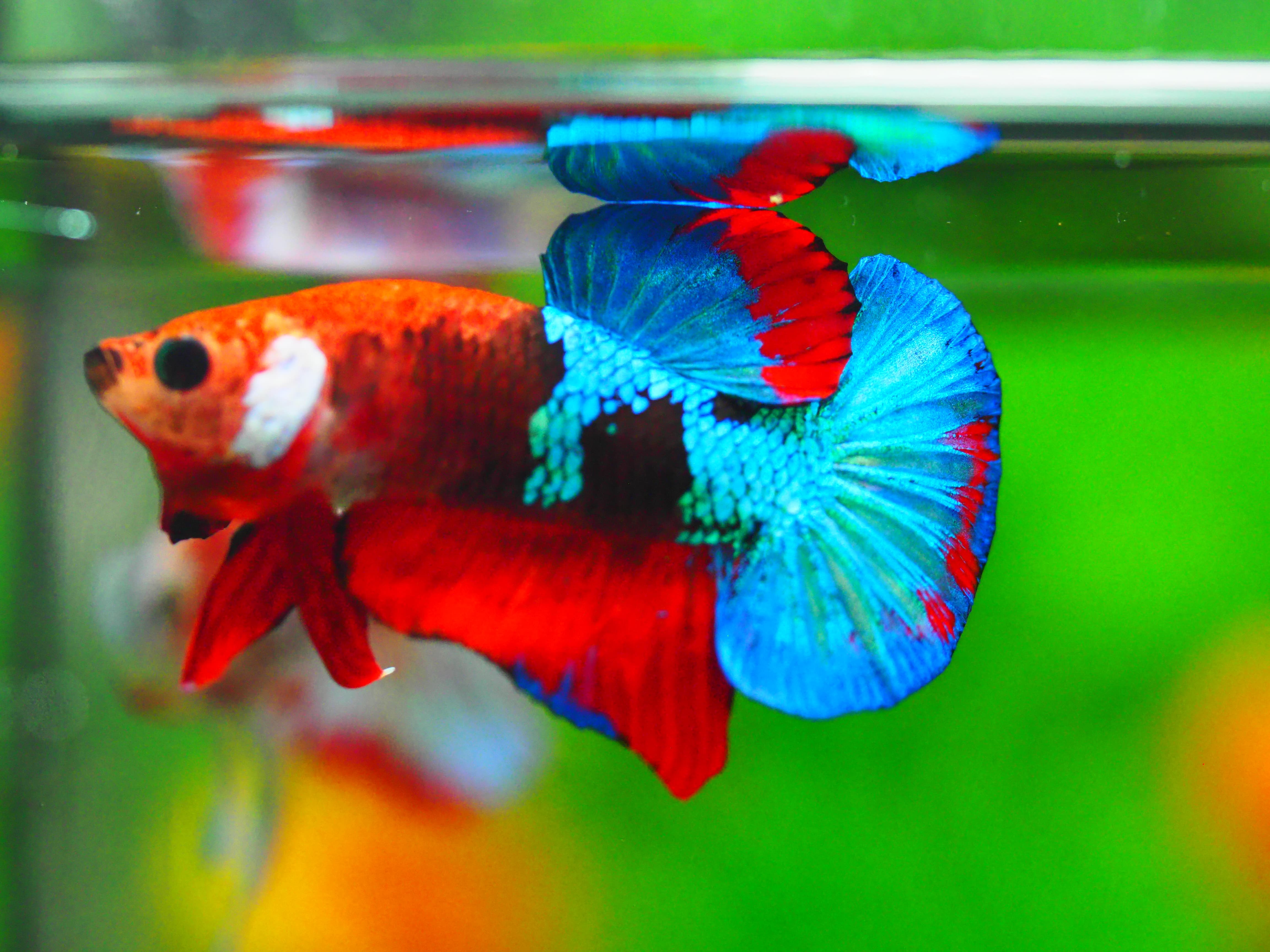 HMPK KOI GALAXY MALE GRADE A +++