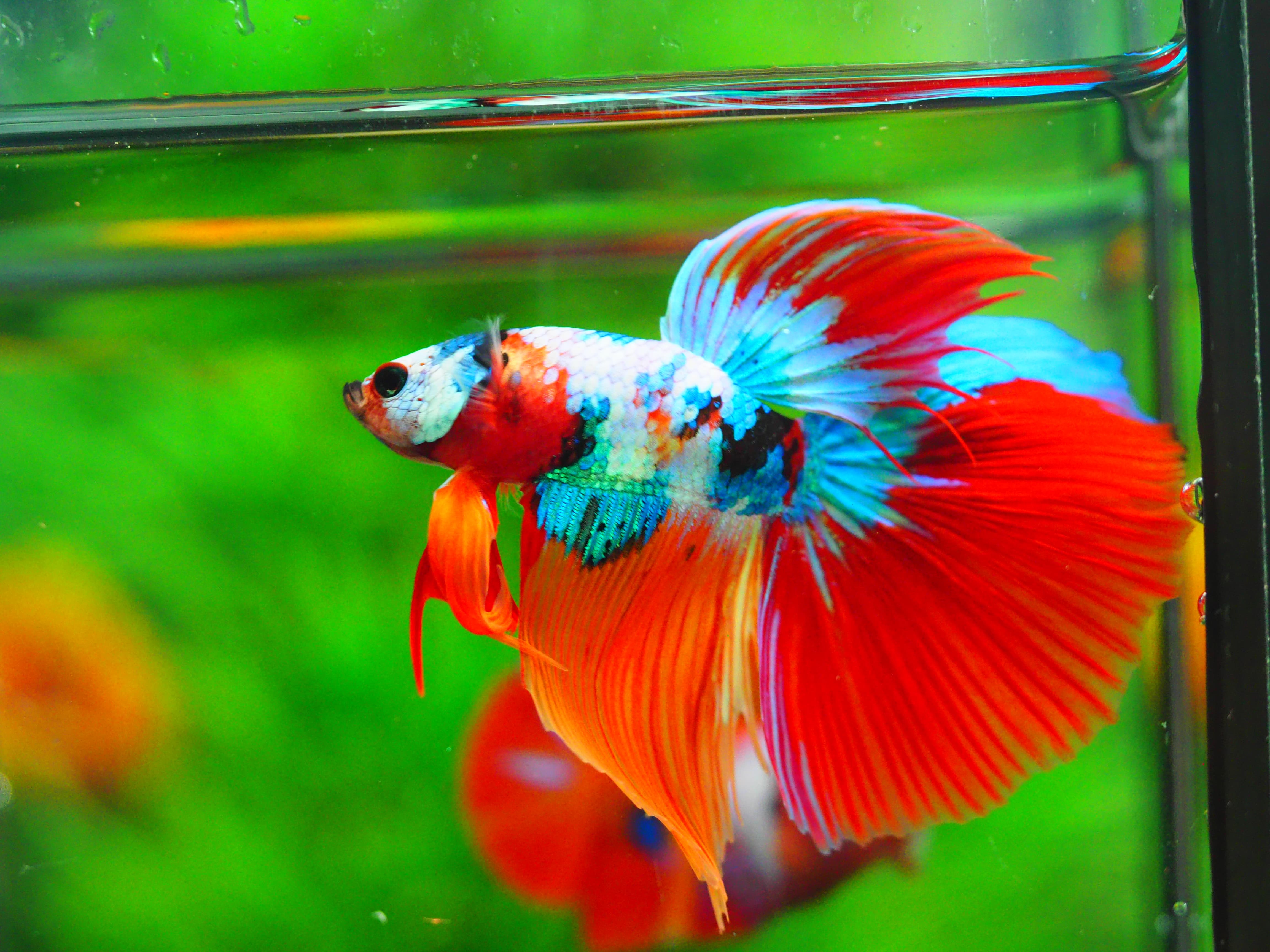 HM NEMO GALAXY MALE GRADE A +++