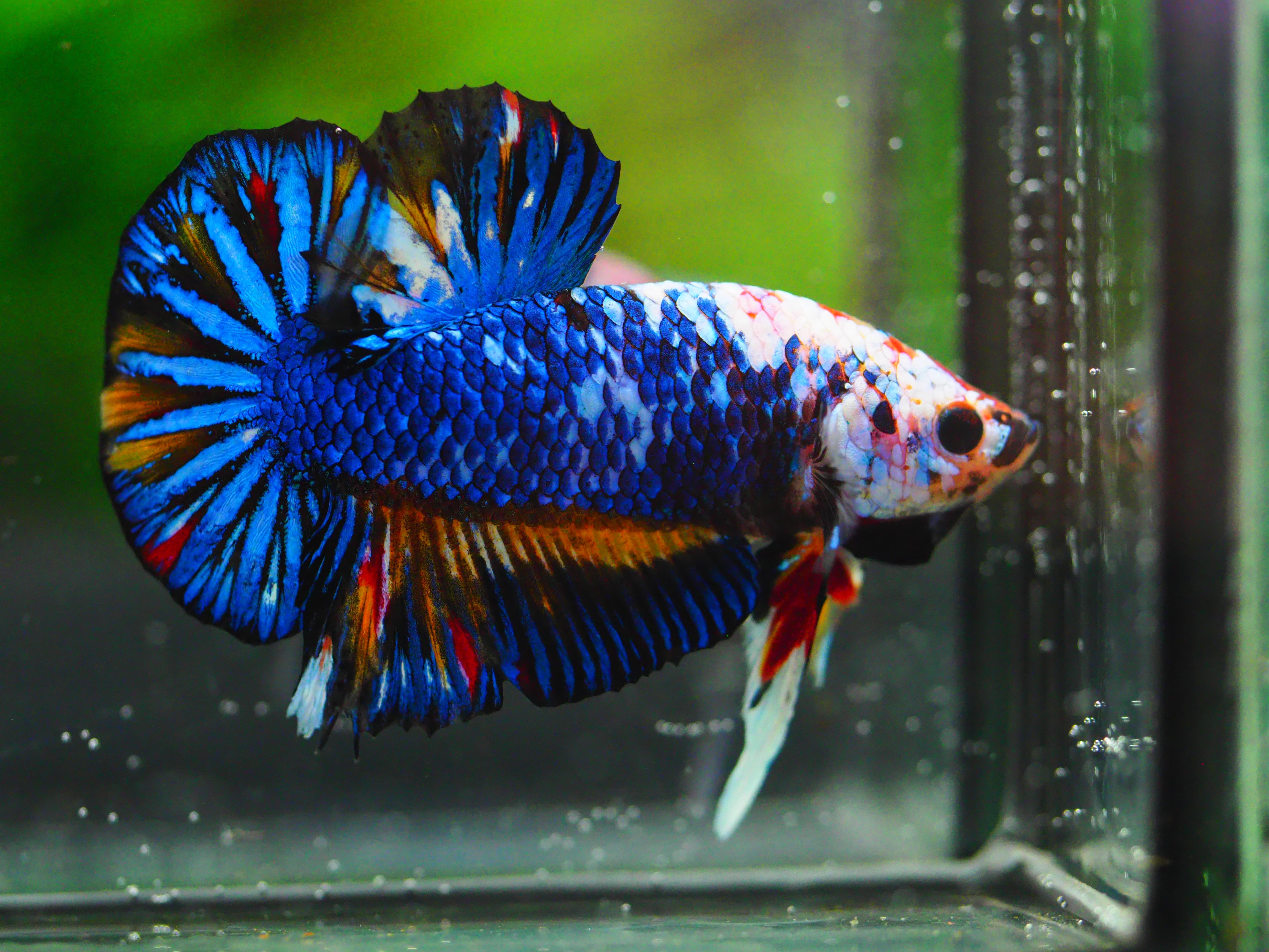 HMPK FANCY MALE GRADE A +++