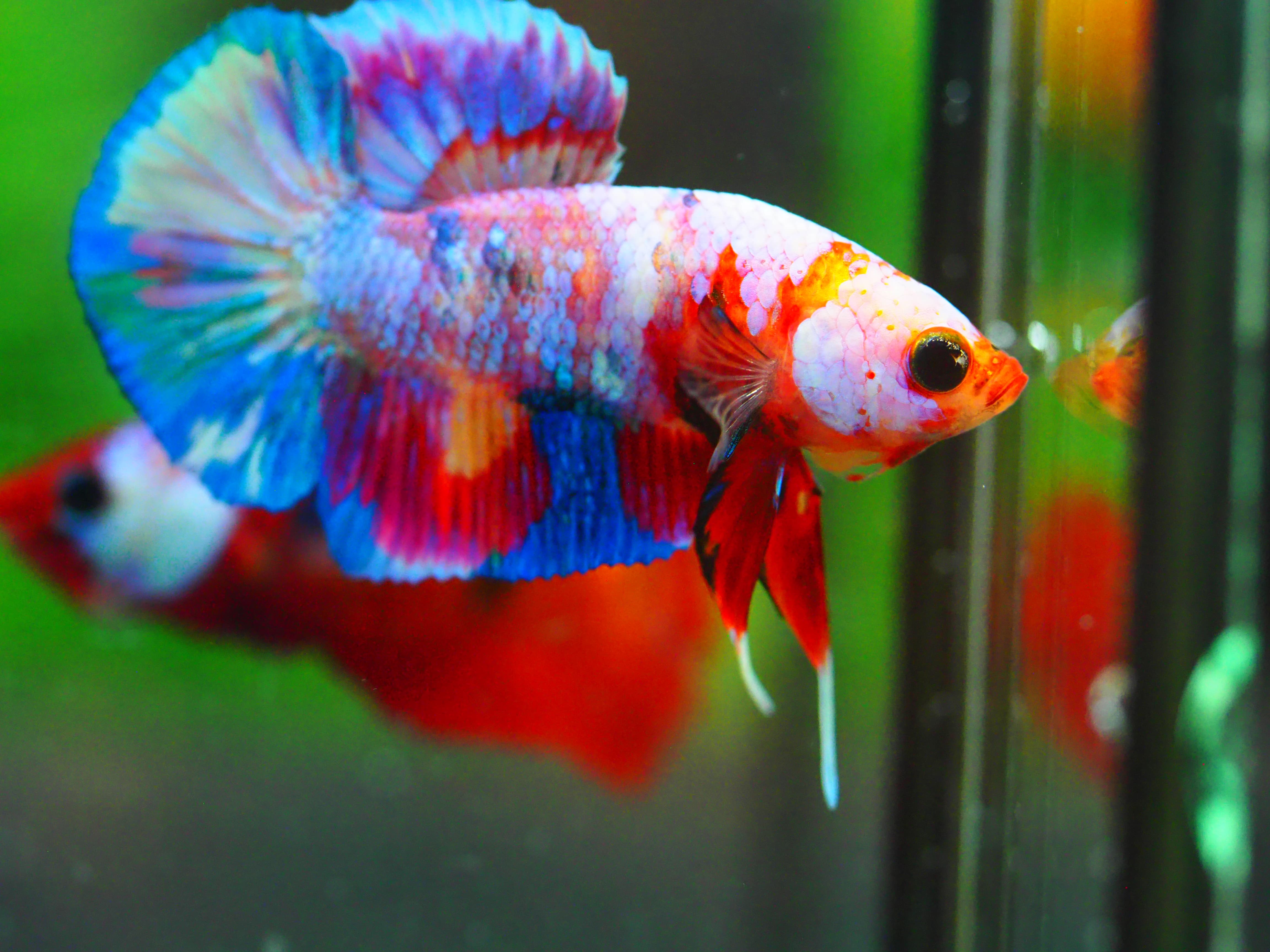 HMPK NEMO GALAXY MALE GRADE A +++