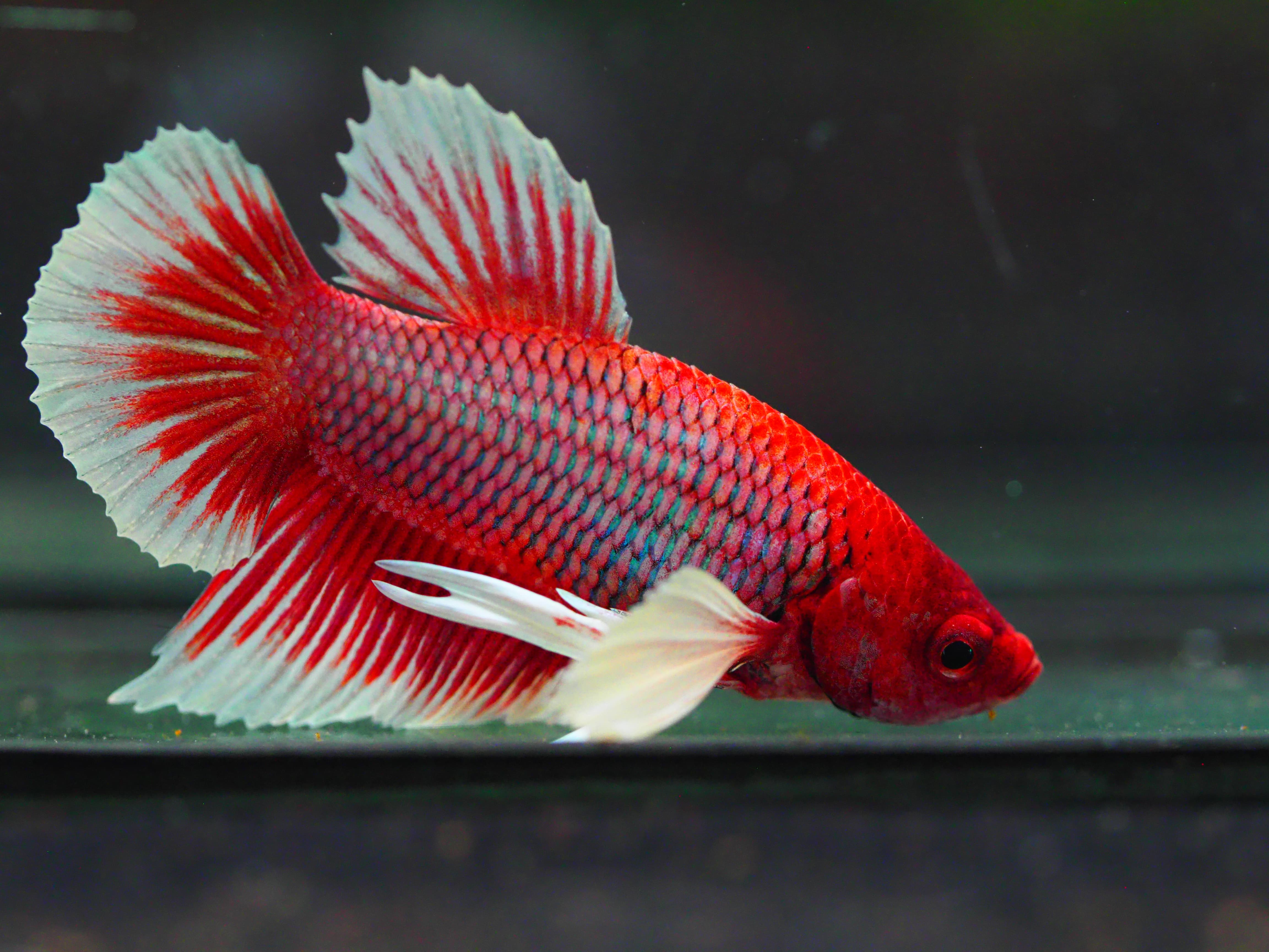 HMPK DUMBO MALE GRADE A +++