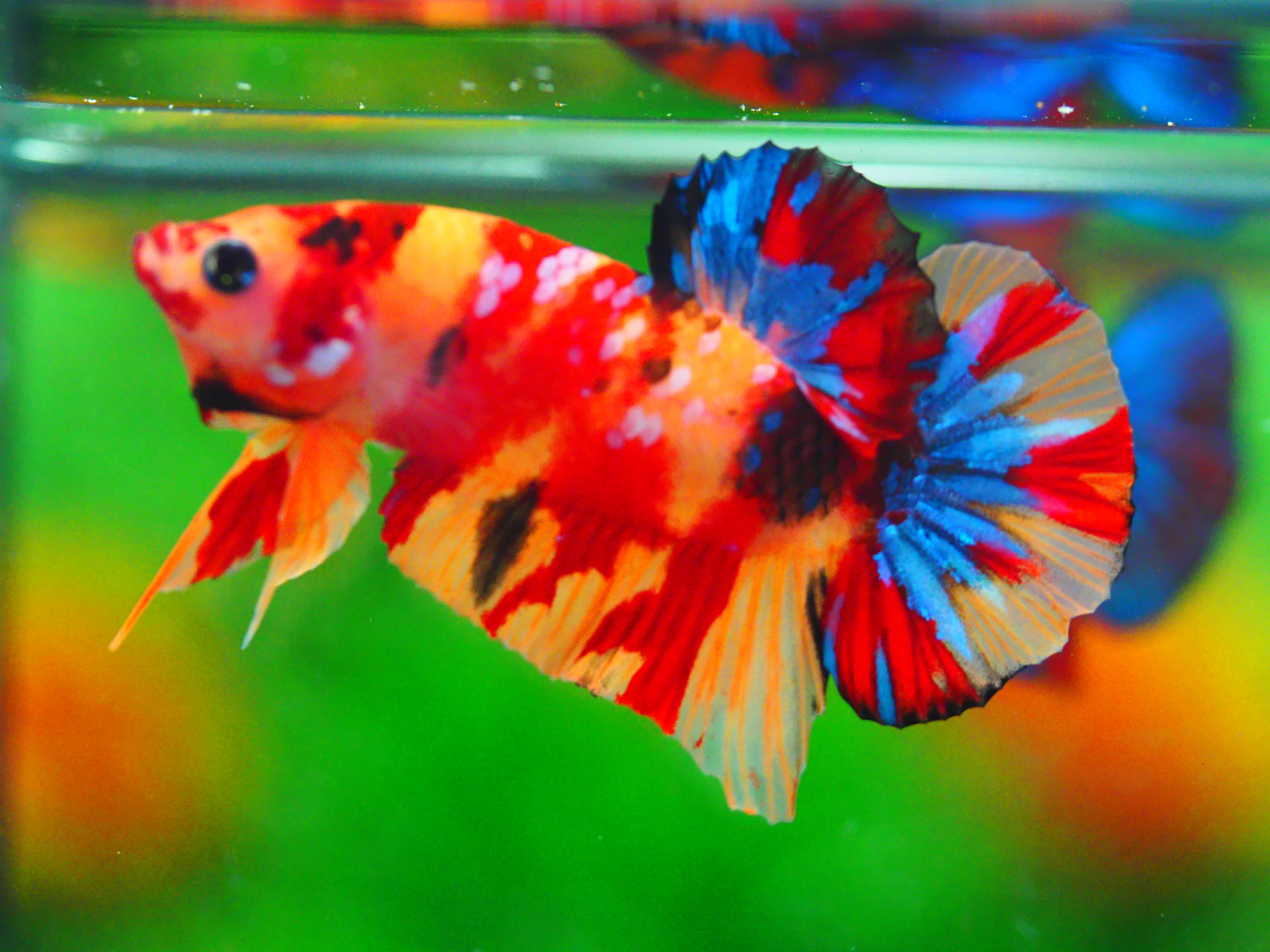 HMPK NEMO MALE GRADE A +++