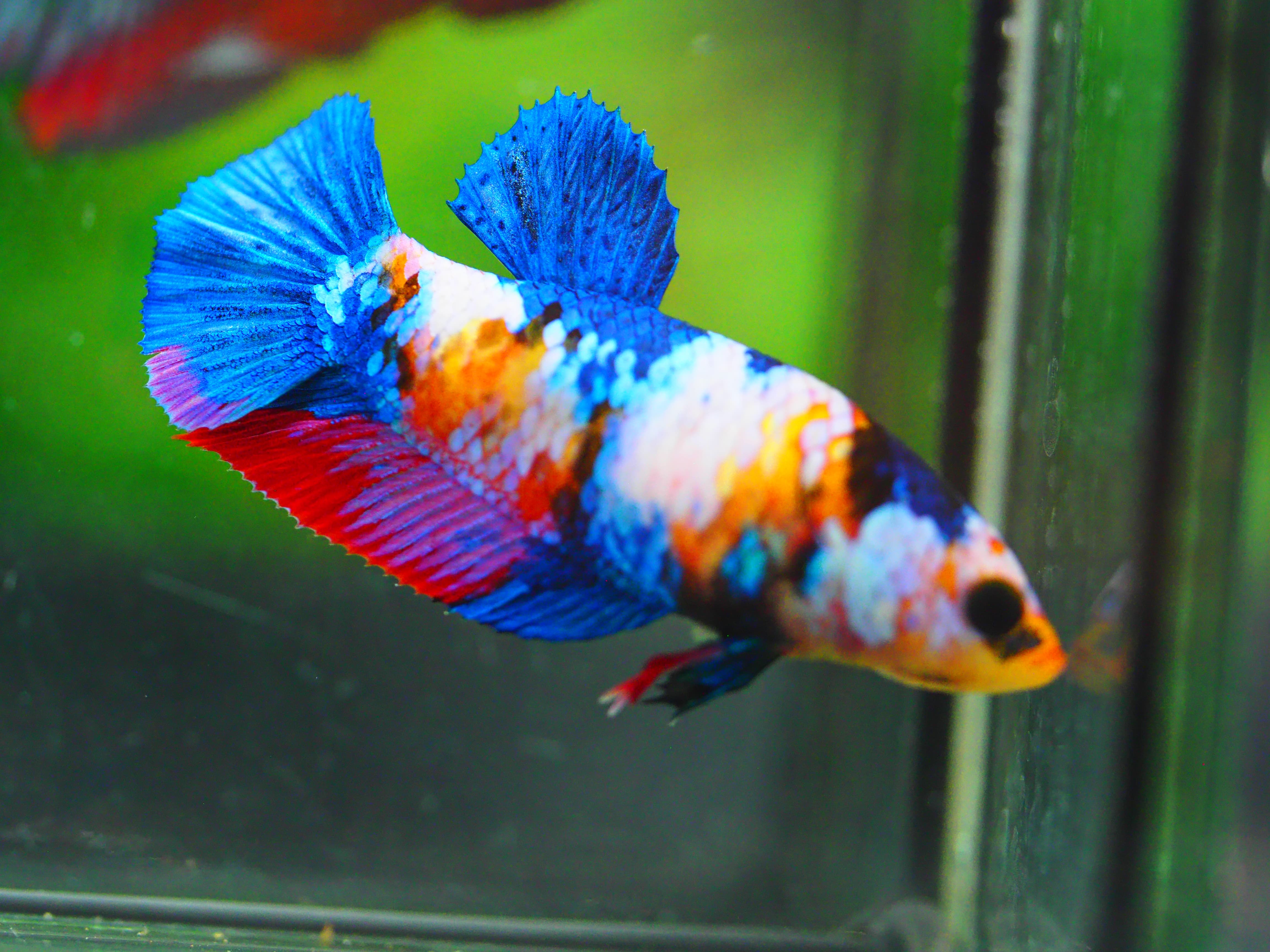 HMPK KOI GALAXY FNMALE GRADE A +++