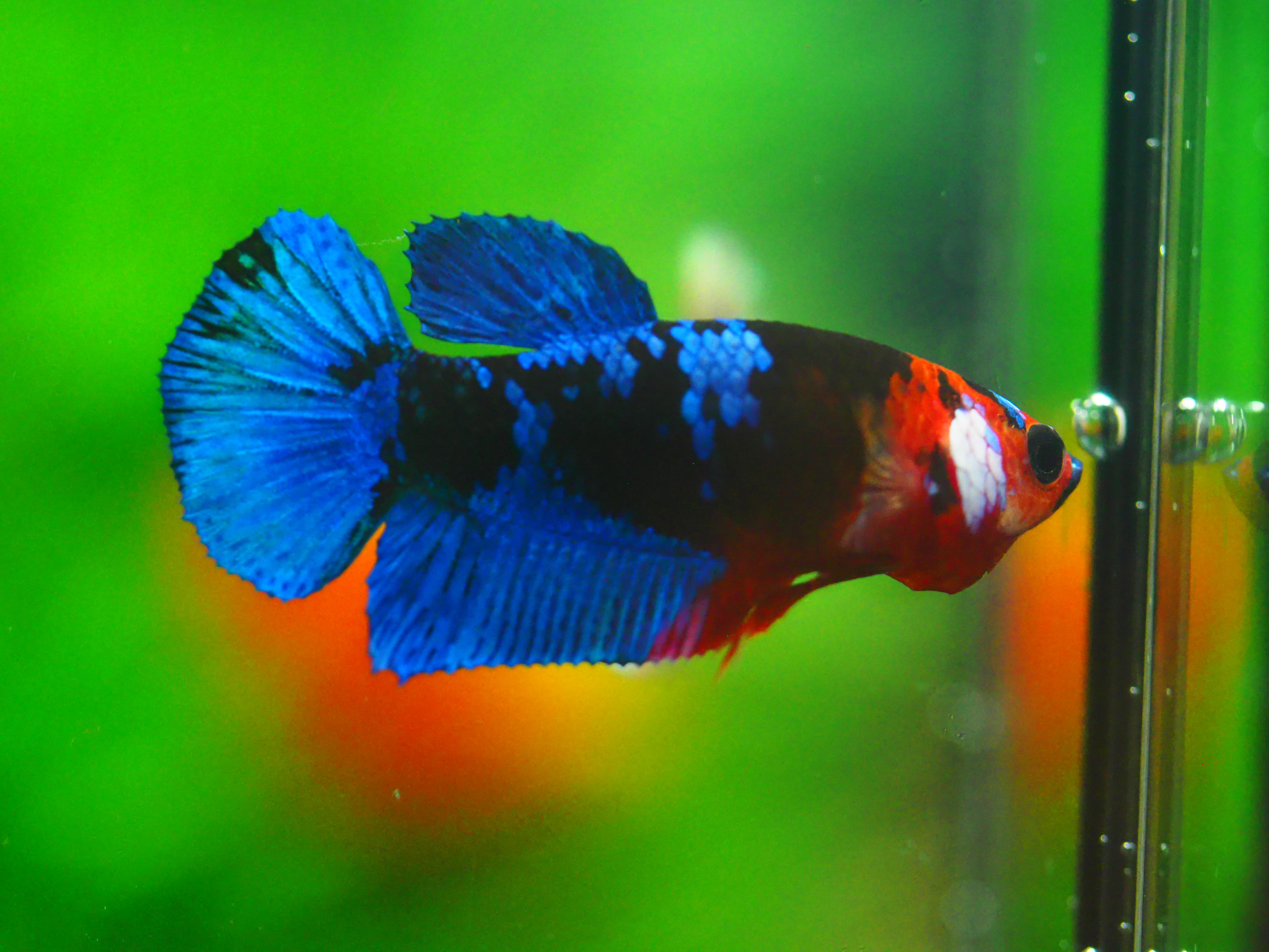 HMPK KOI GALAXY FN MALE GRADE A +++