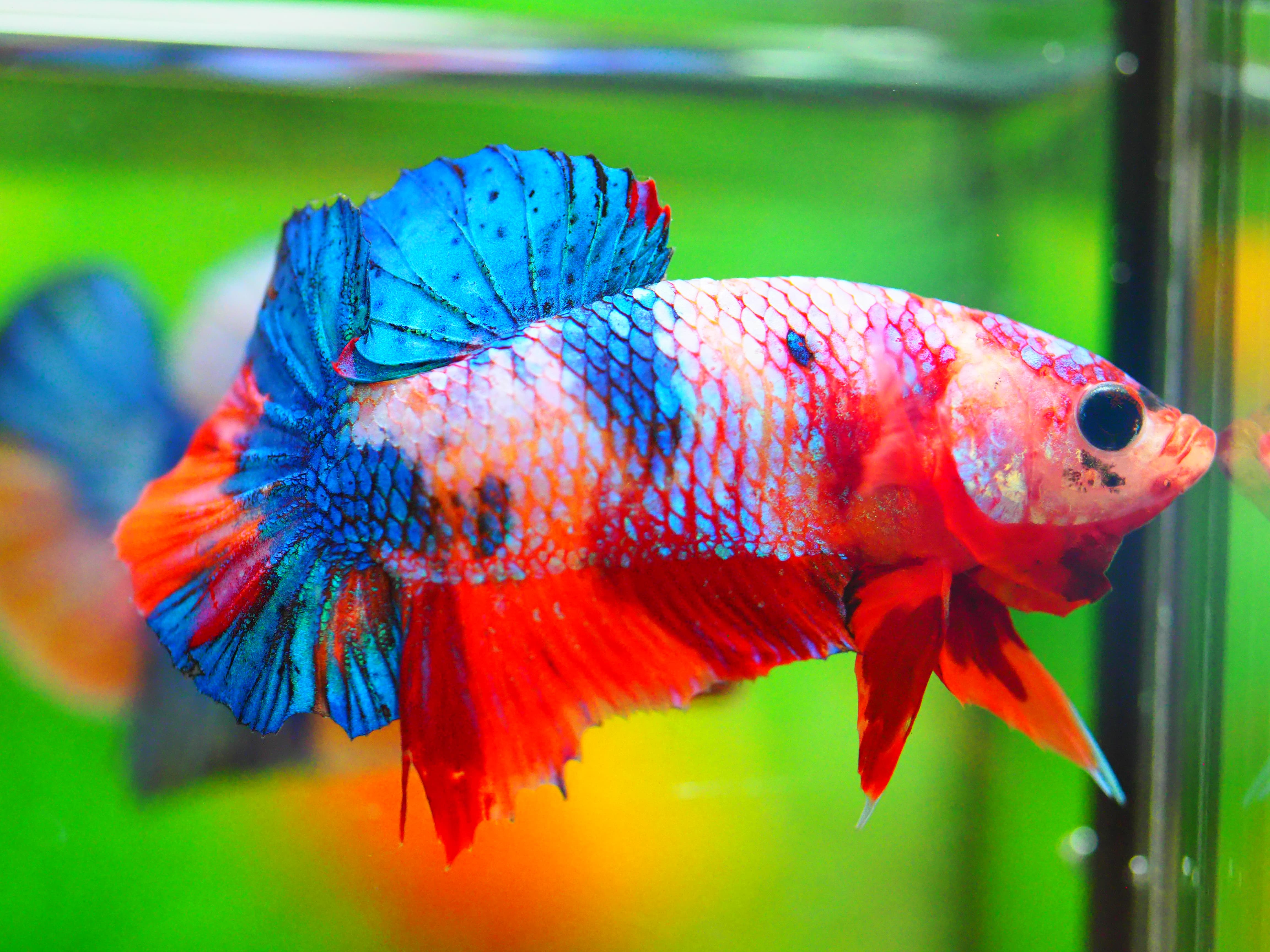 HMPK NEMO GALAXY MALE GRADE A +++