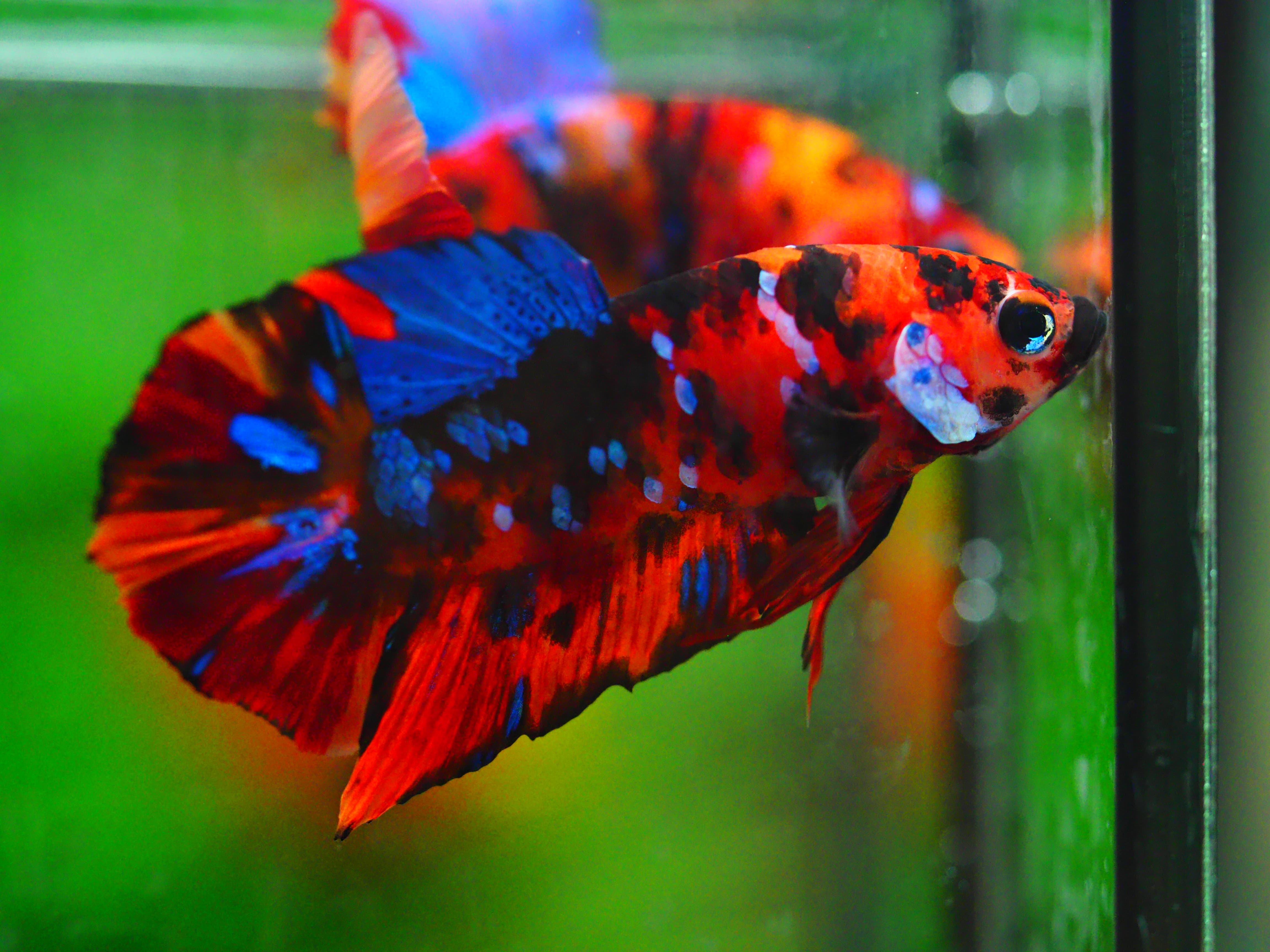 HMPK NEMO GALAXY MALE GRADE A +++