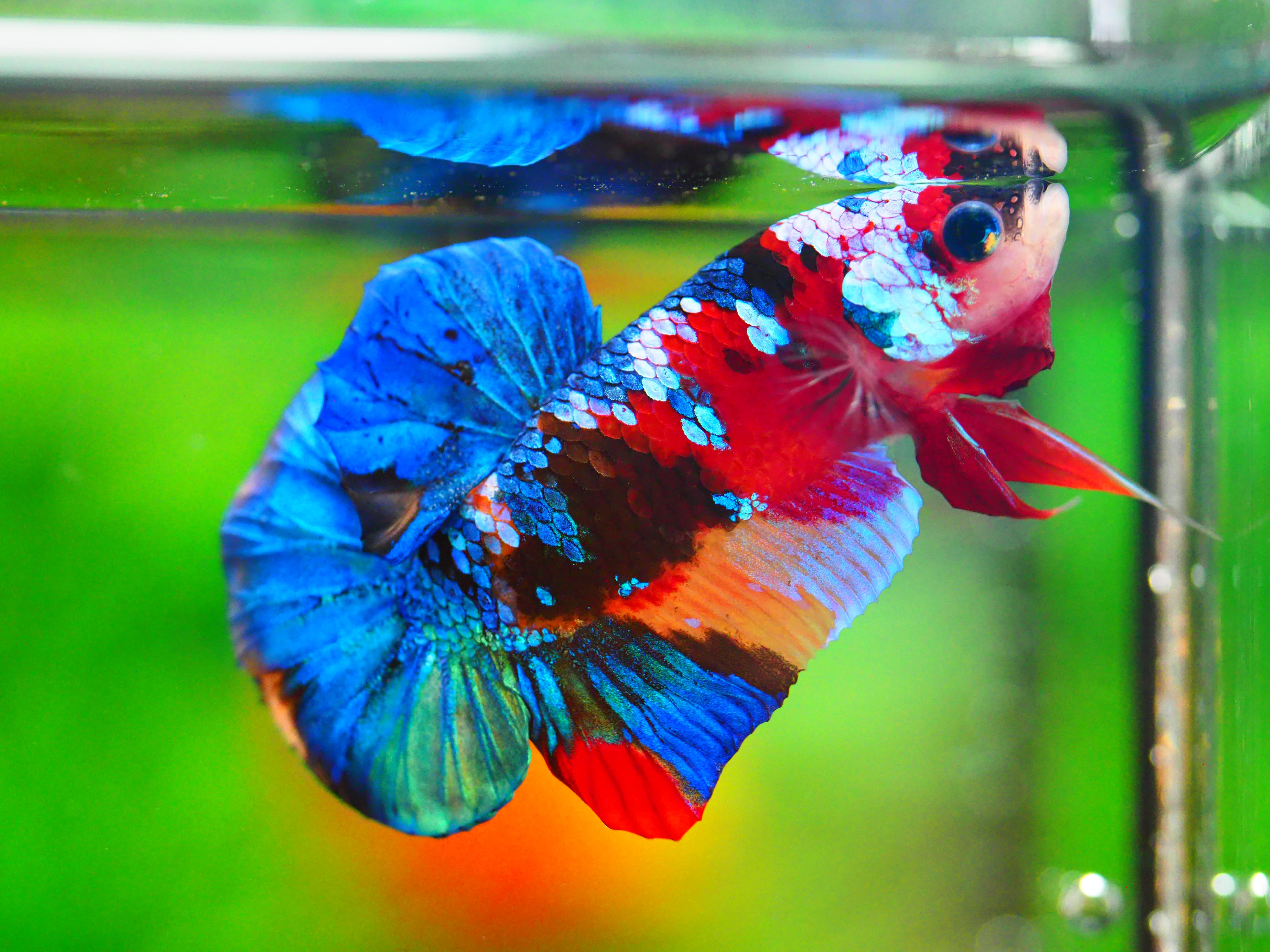 HMPK NEMO GALAXY MALE GRADE A +++