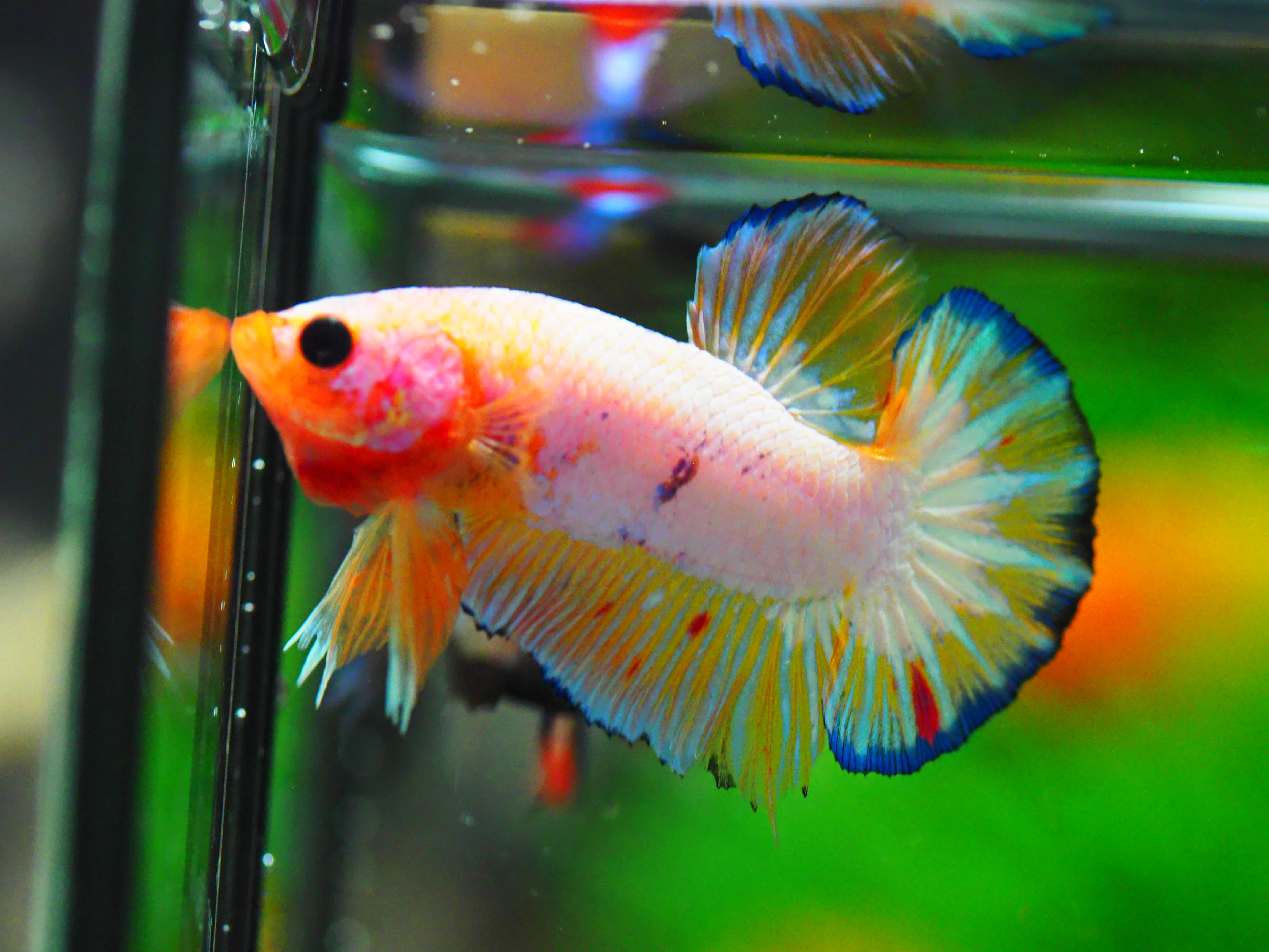 HMPK FANCY MALE GRADE A +++