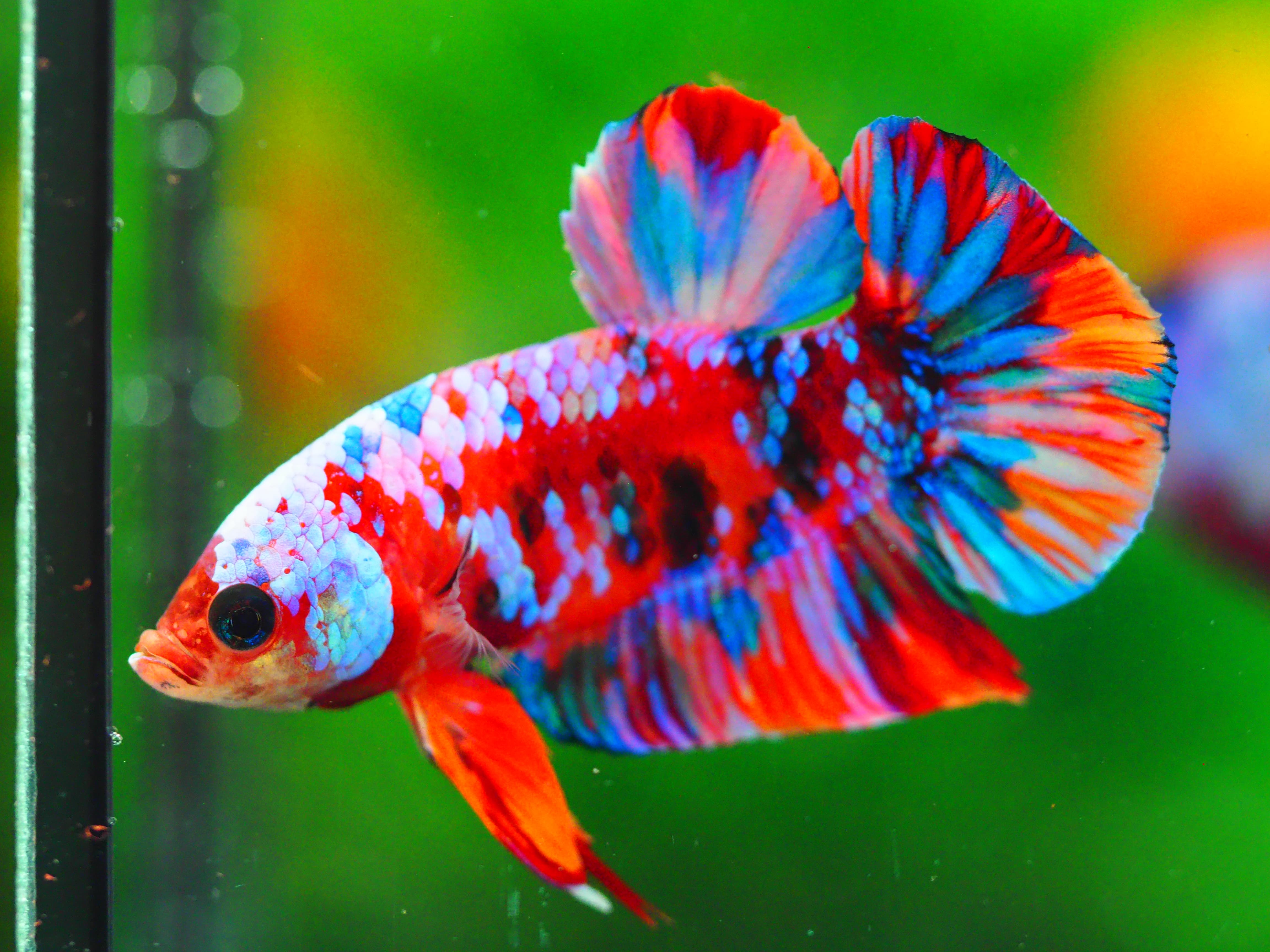 HMPK KOI GALAXY MALE GRADE A +++