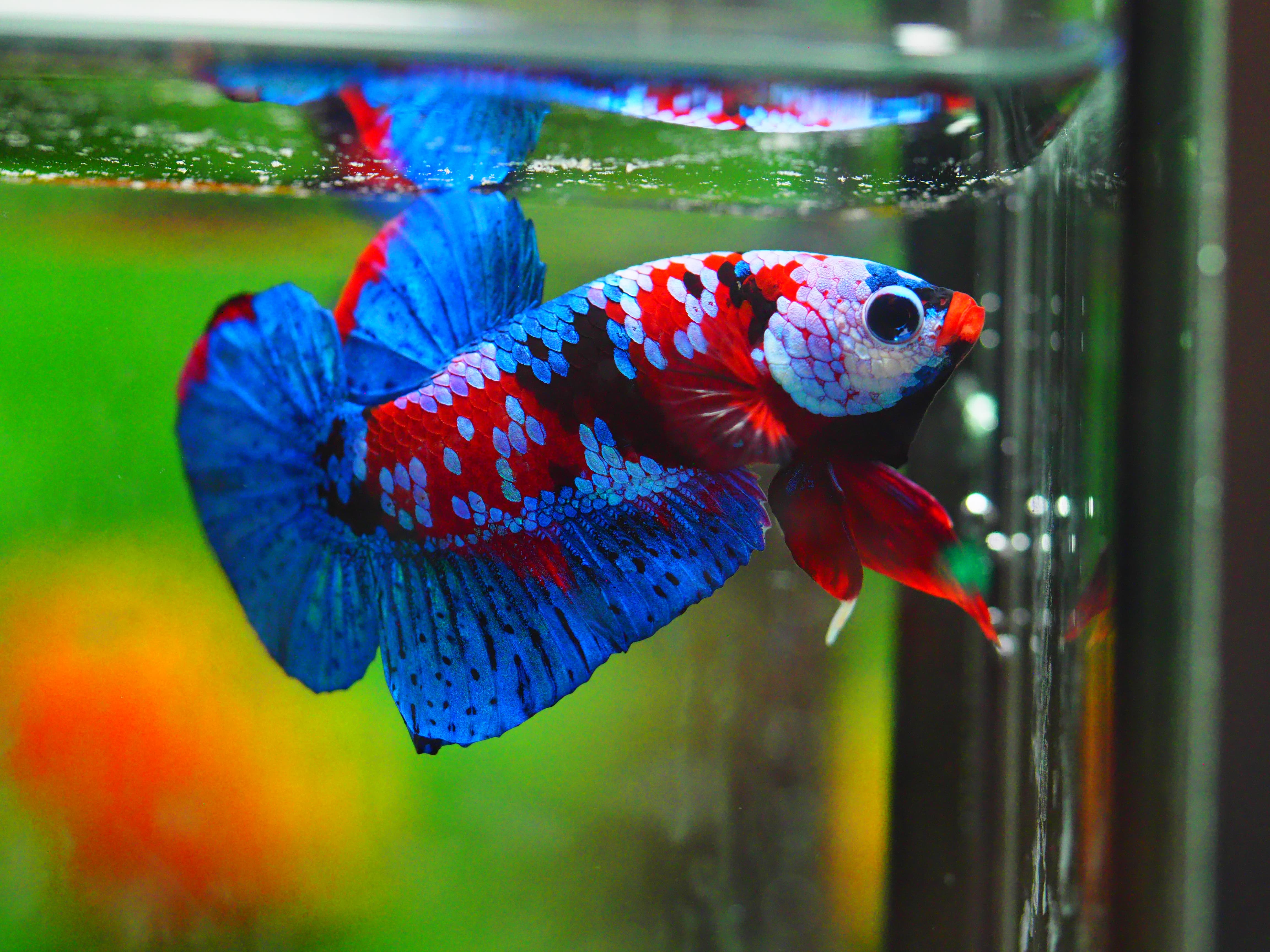 HMPK KOI GALAXY MALE GRADE A +++