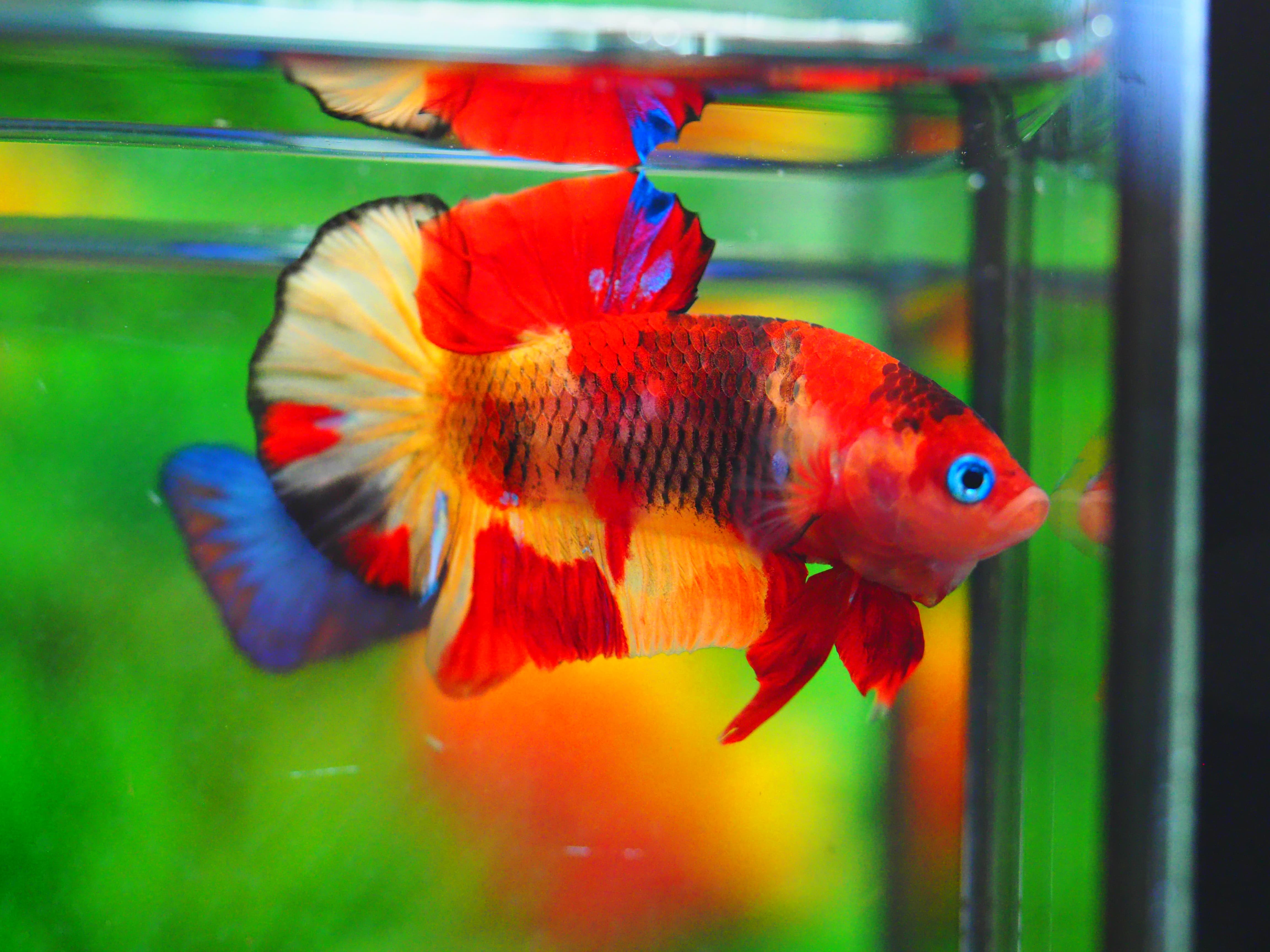 HMPK NEMO GALAXY MALE GRADE A++