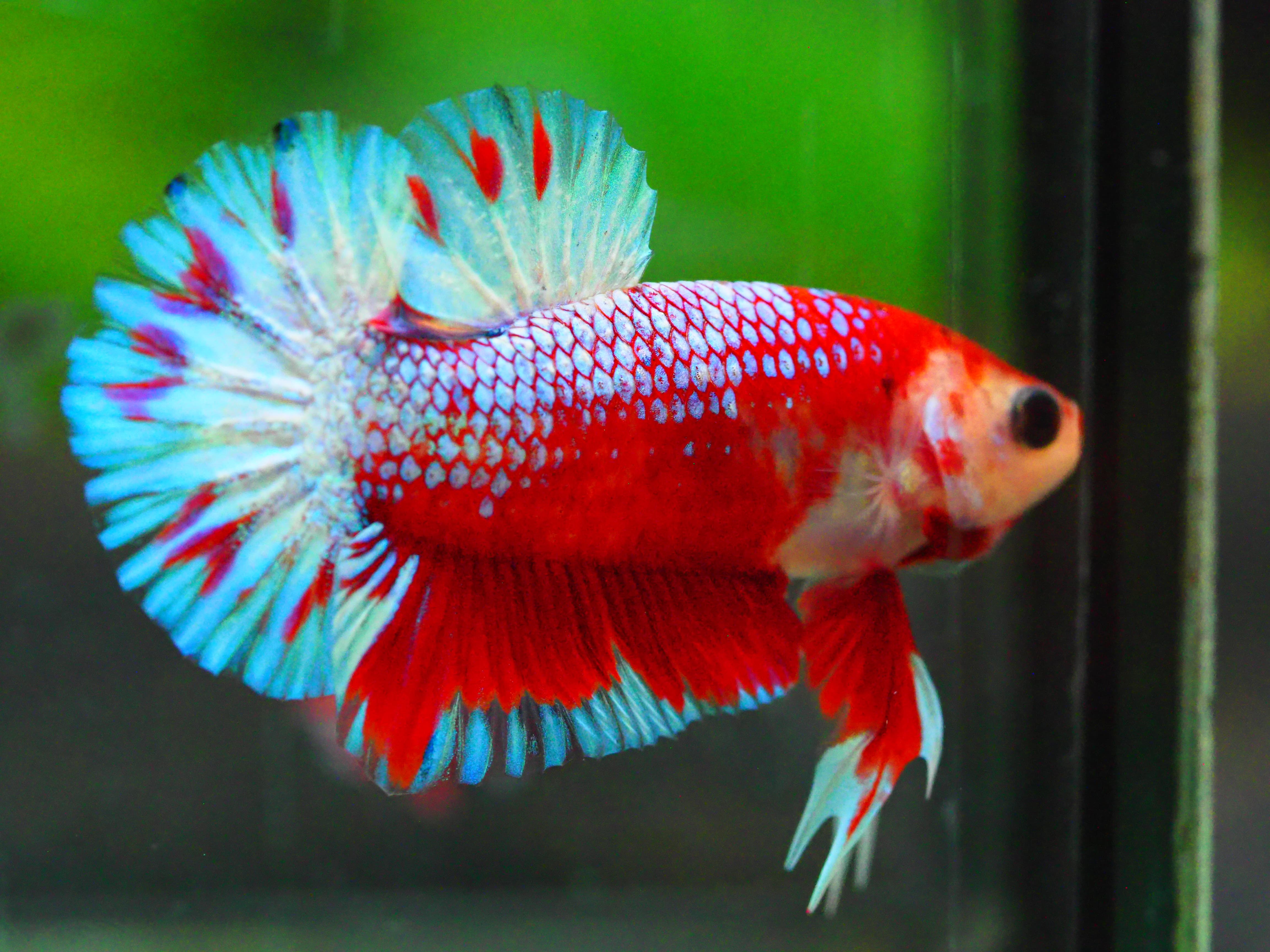 HMPK FANCY MALE GRADE A +++