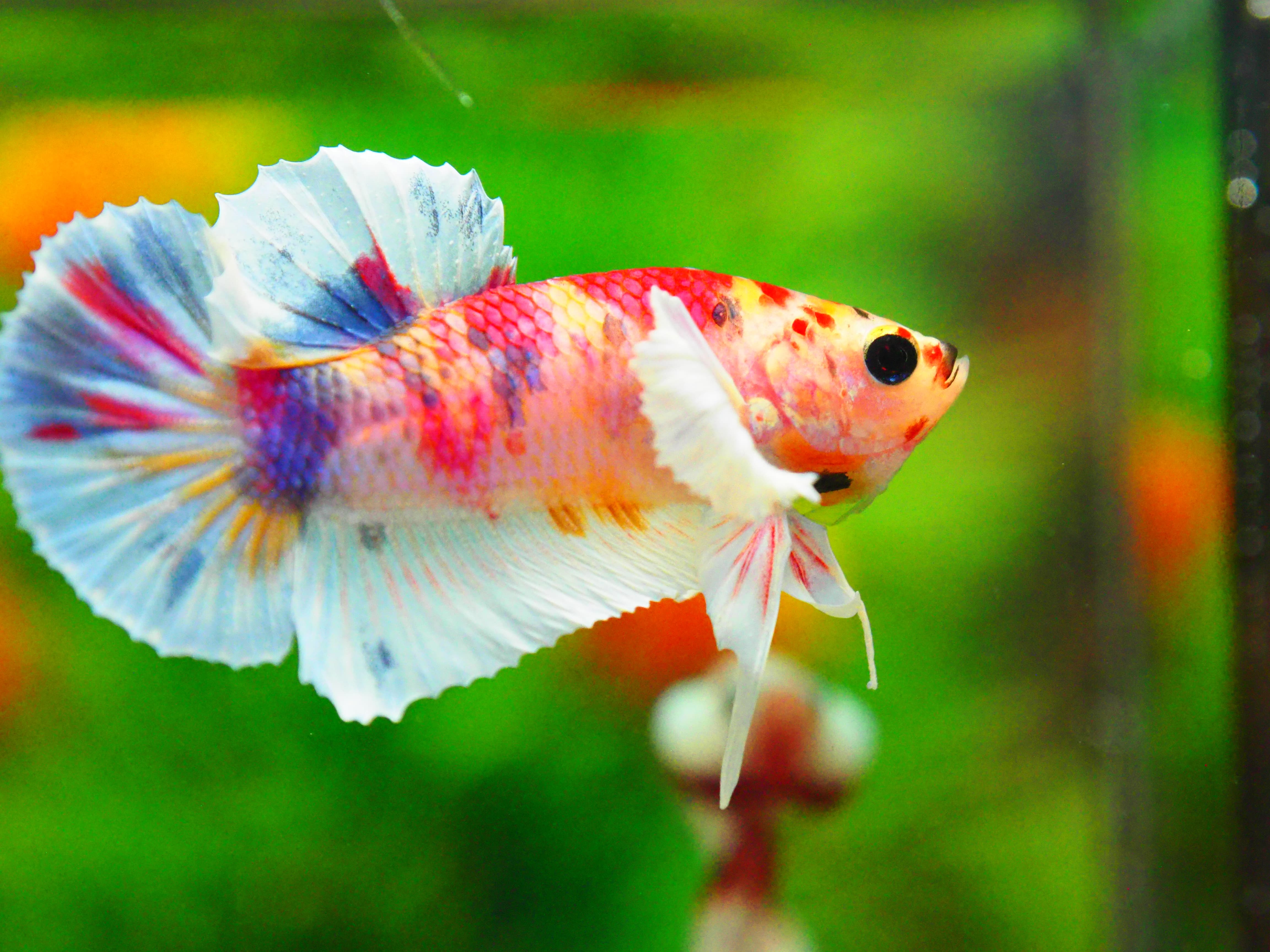 HMPK DUMBO MALE GRADE A +++