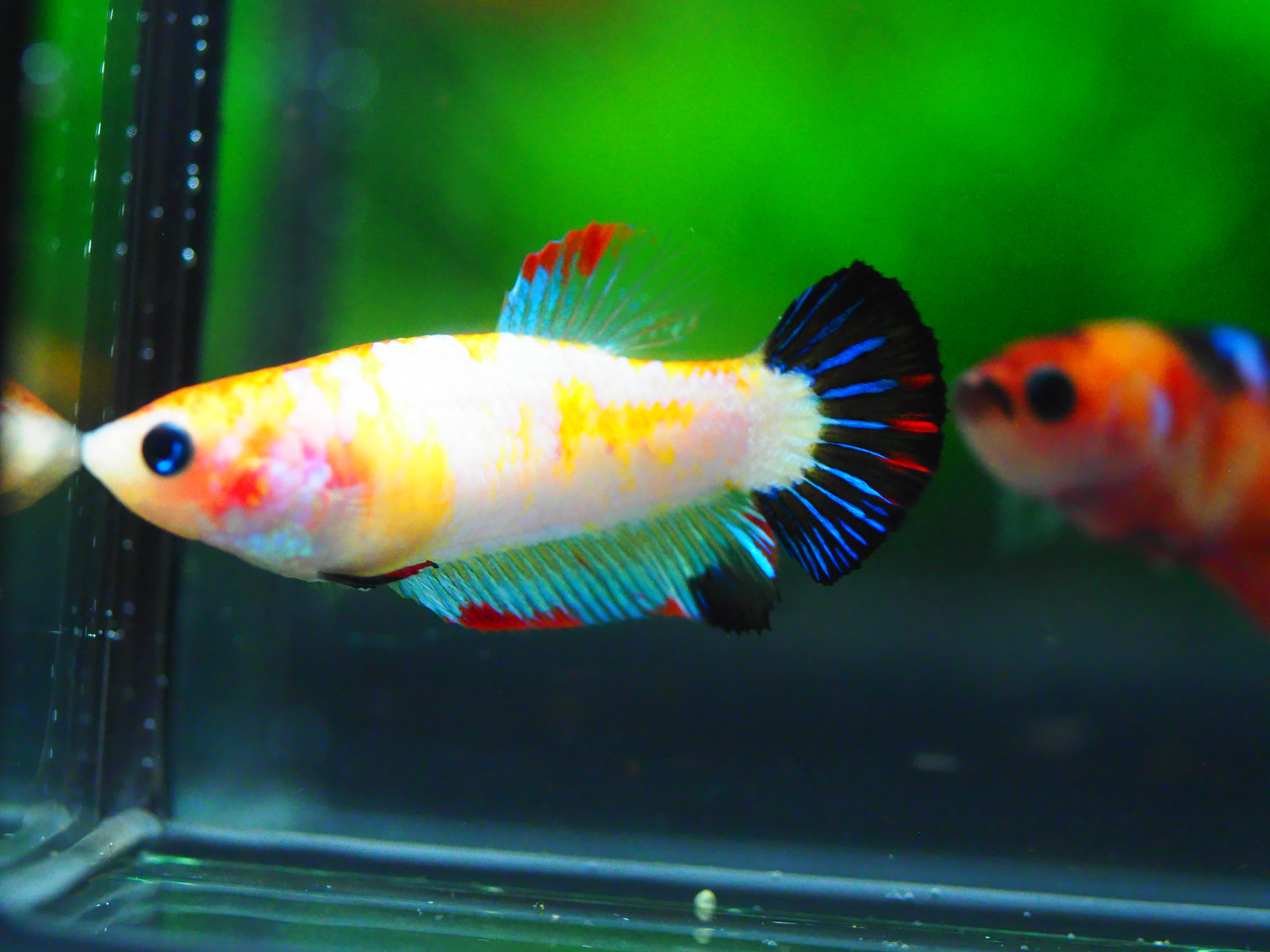 HMPK KOI FANCY FN MALE GRADE A +++