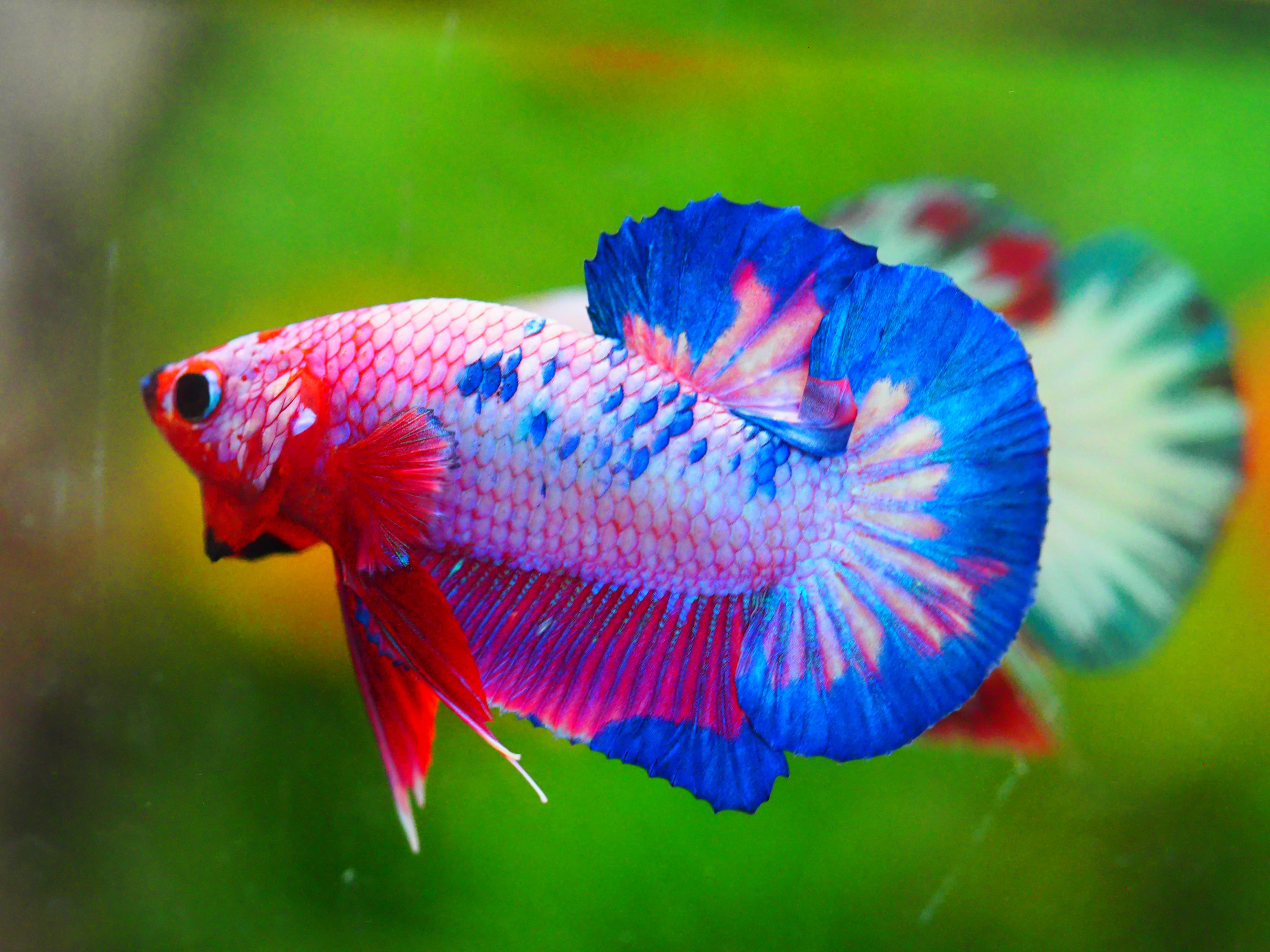 HMPK FANCY MALE GRADE A +++