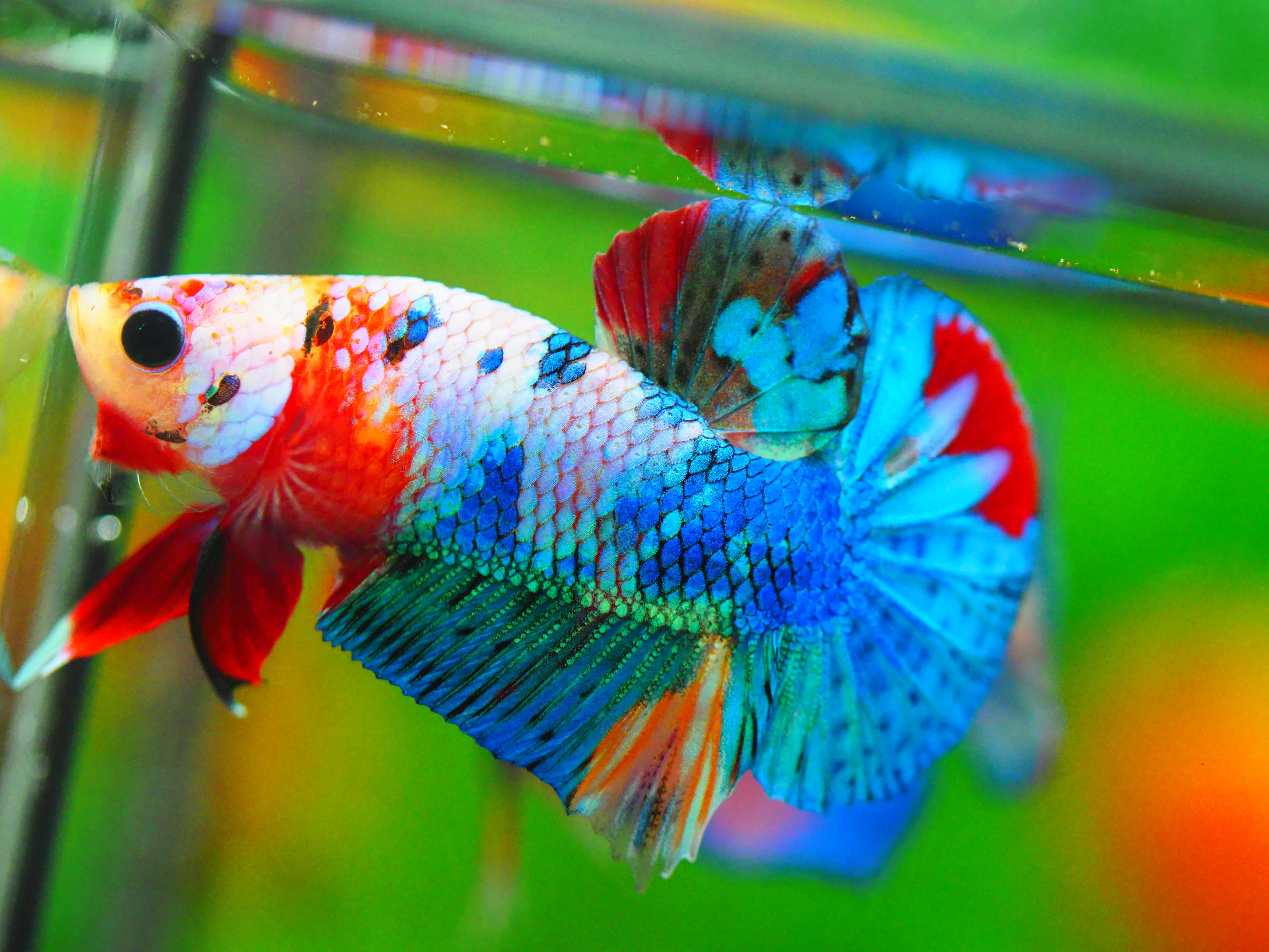 HMPK KOI FANCY MALE GRADE A +++