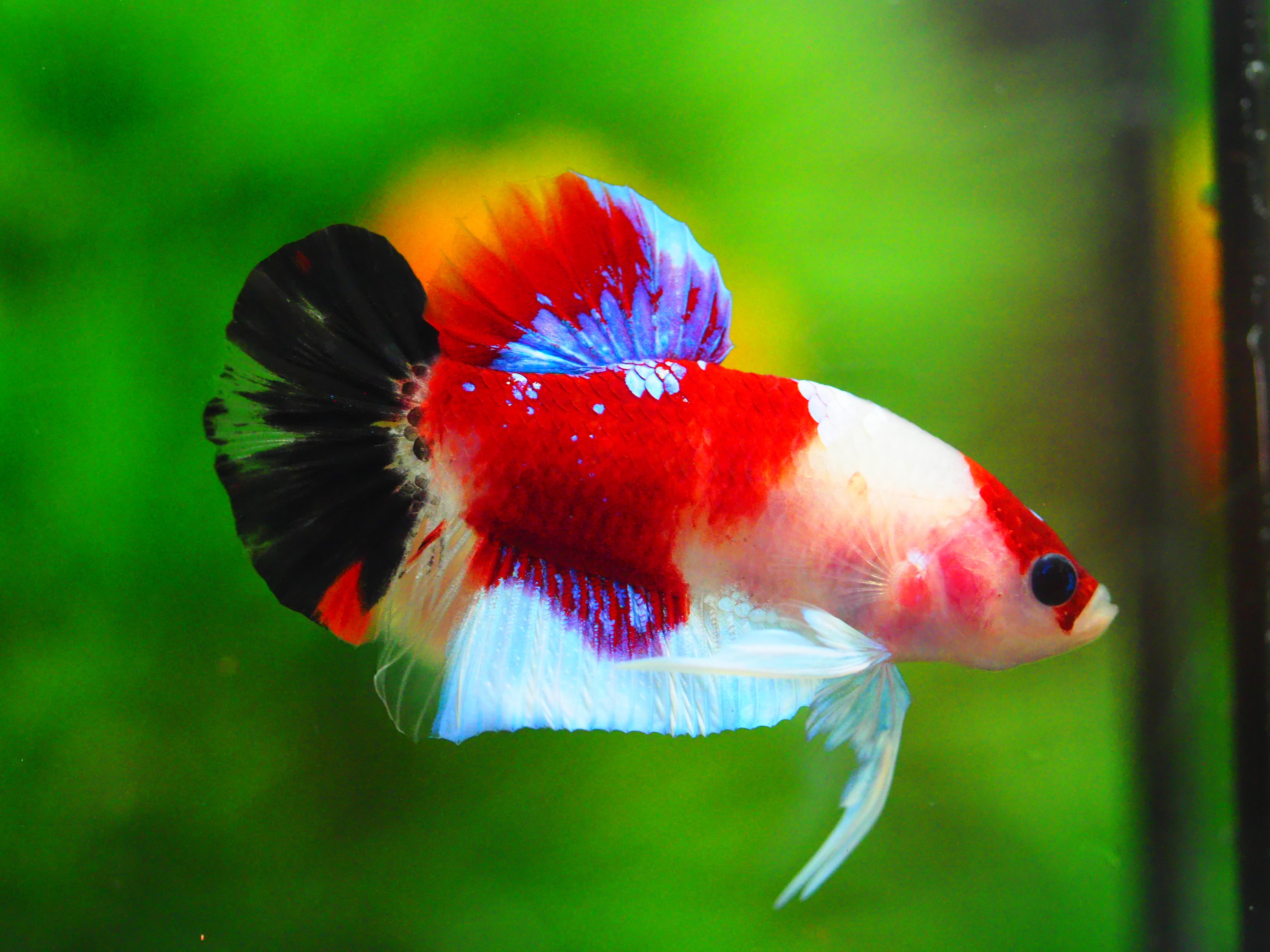 HMPK KOI GALAXY MALE GRADE A +++