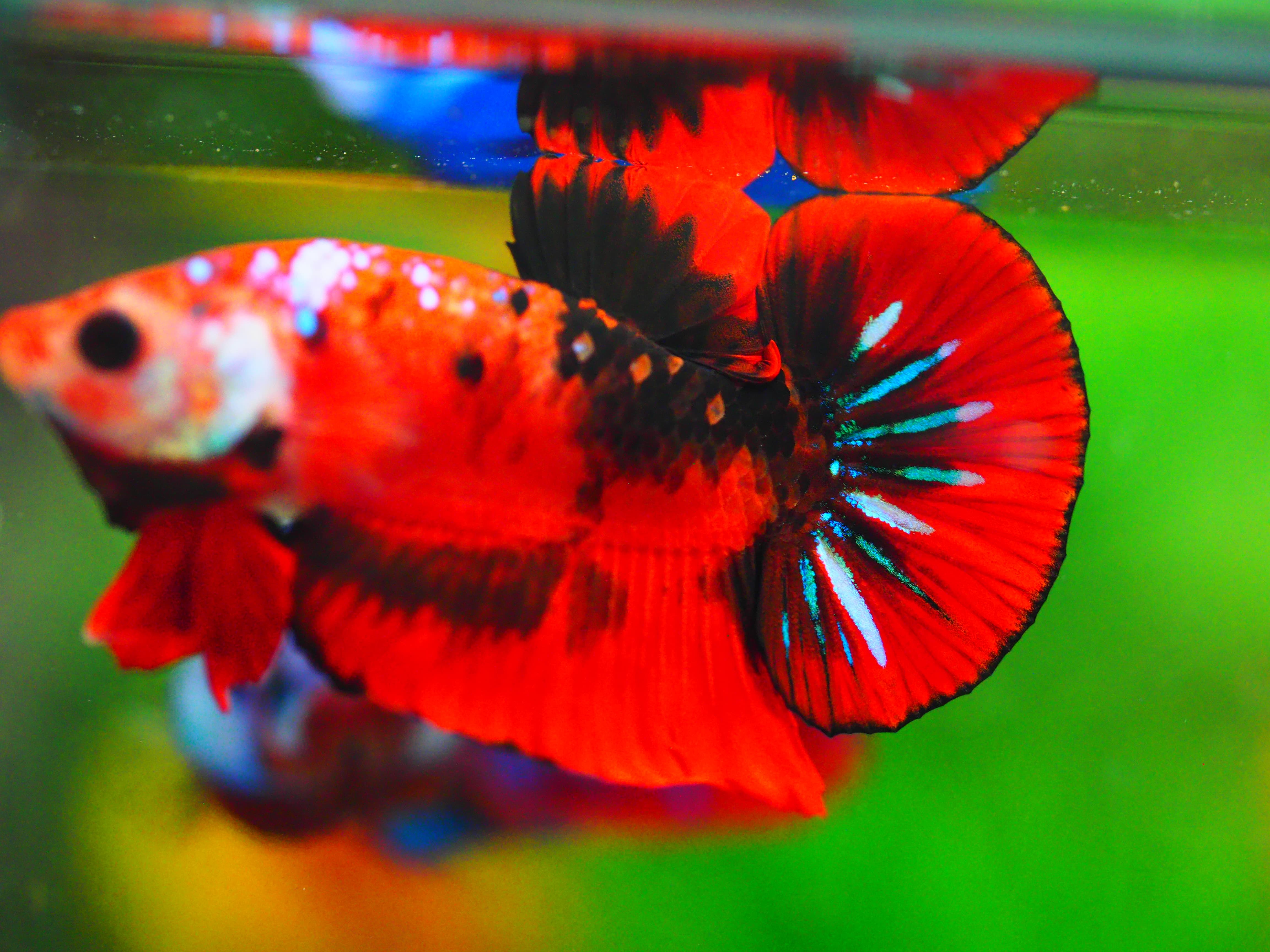 HMPK KOI GALAXY MALE GRADE A +++