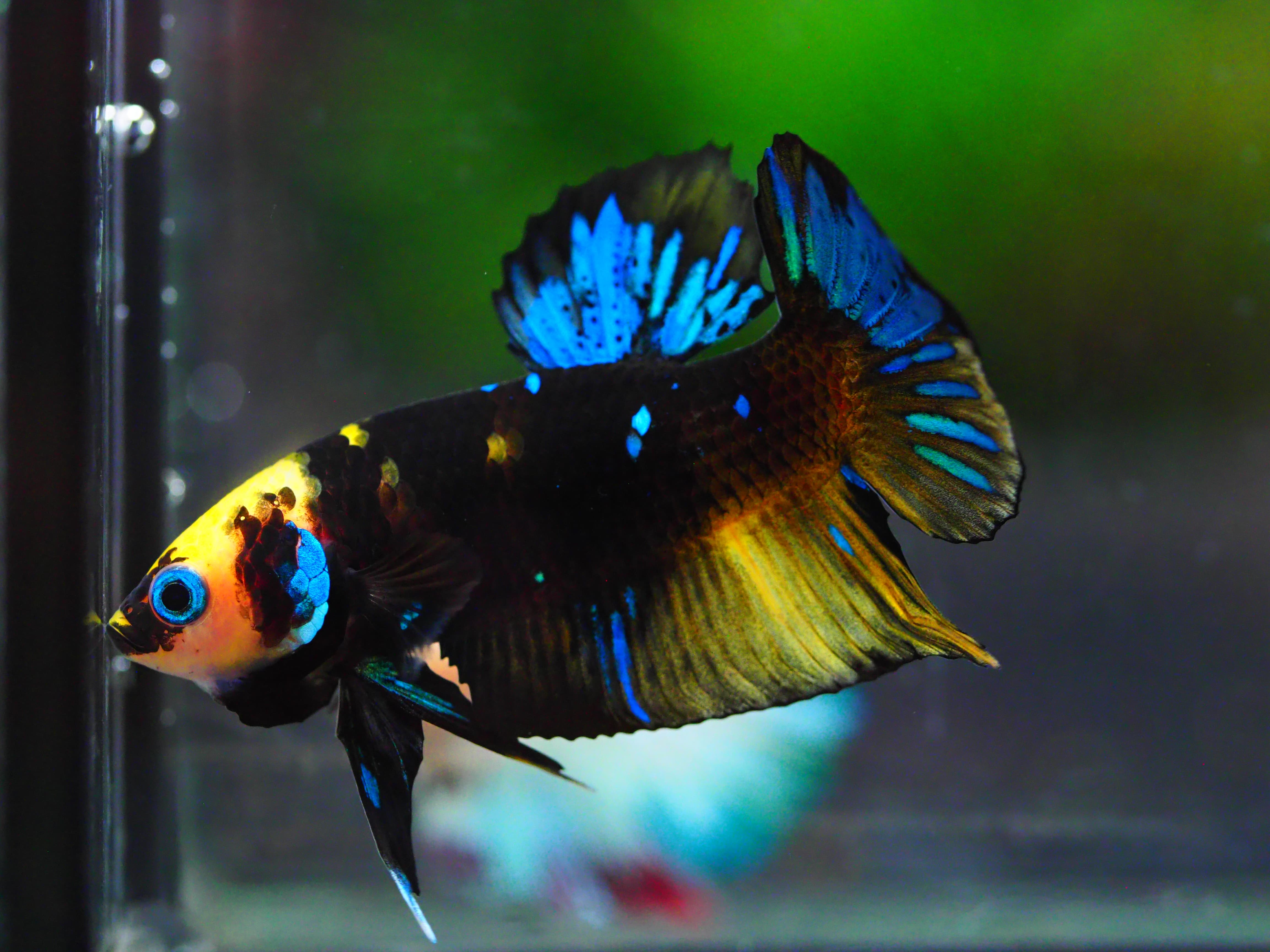 HMPK KOI GALAXY MALE GRADE A +++