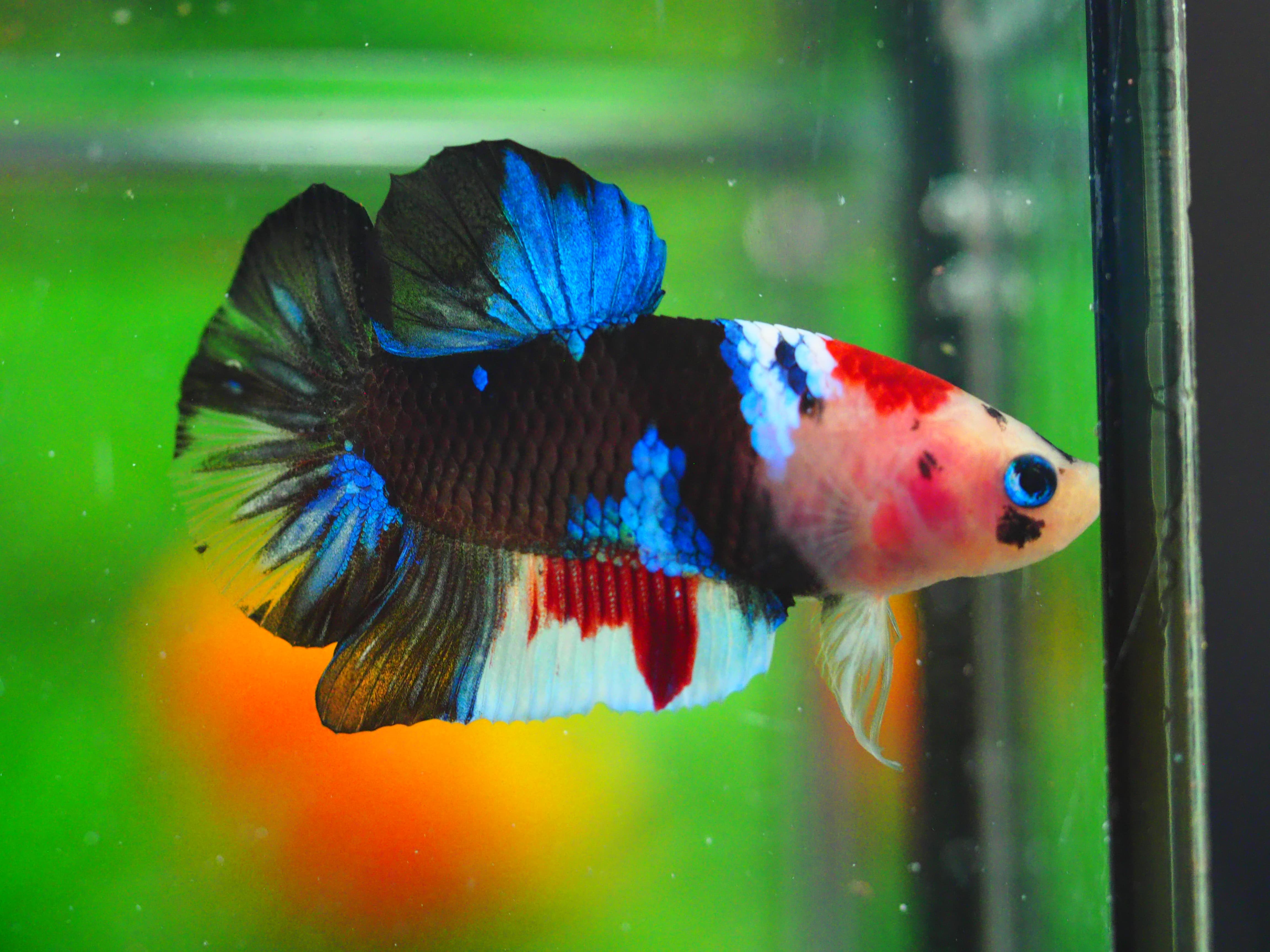 HMPK KOI GALAXY MALE GRADE A++