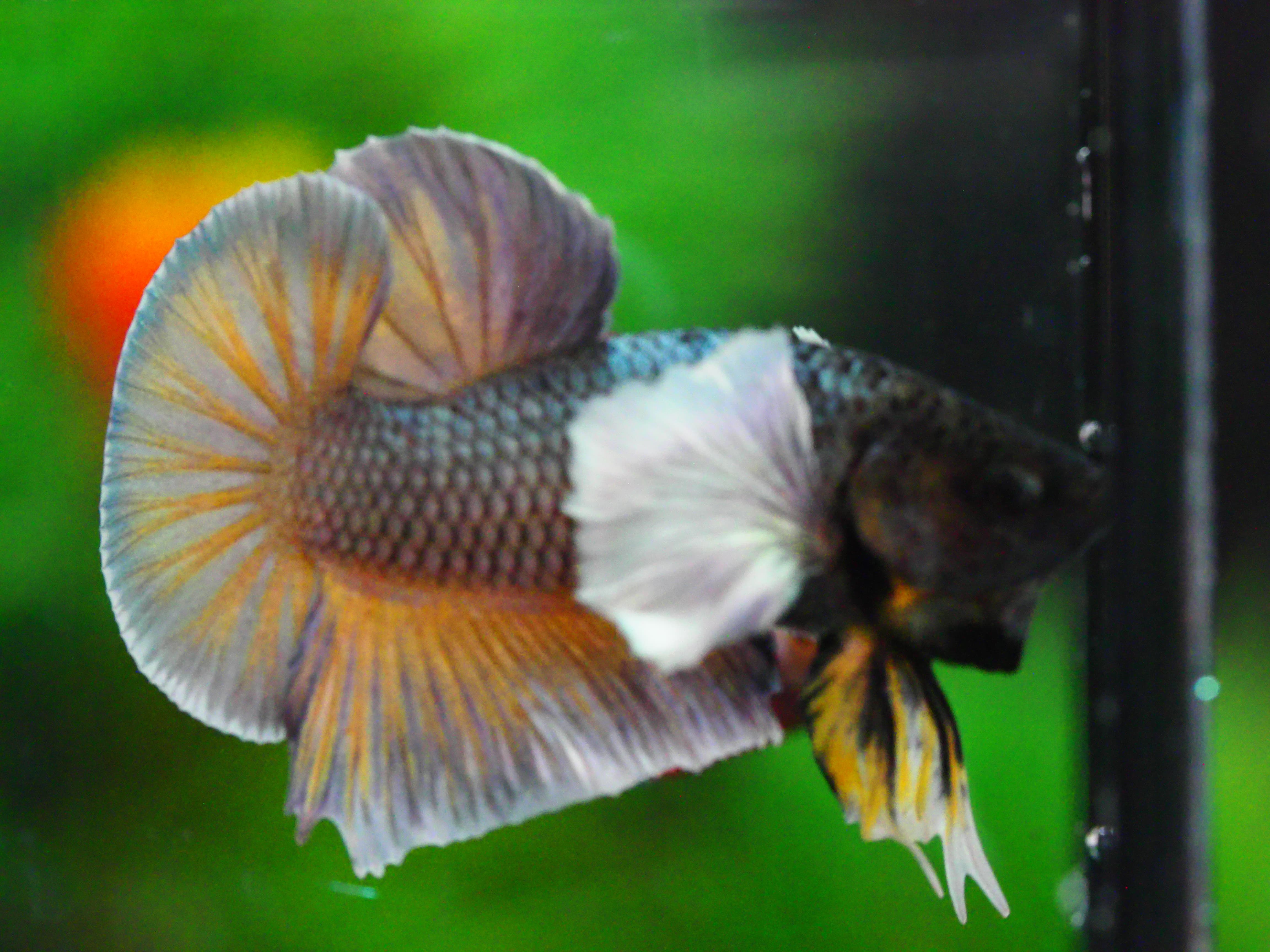 HMPK DUMBO MALE GRADE A +++