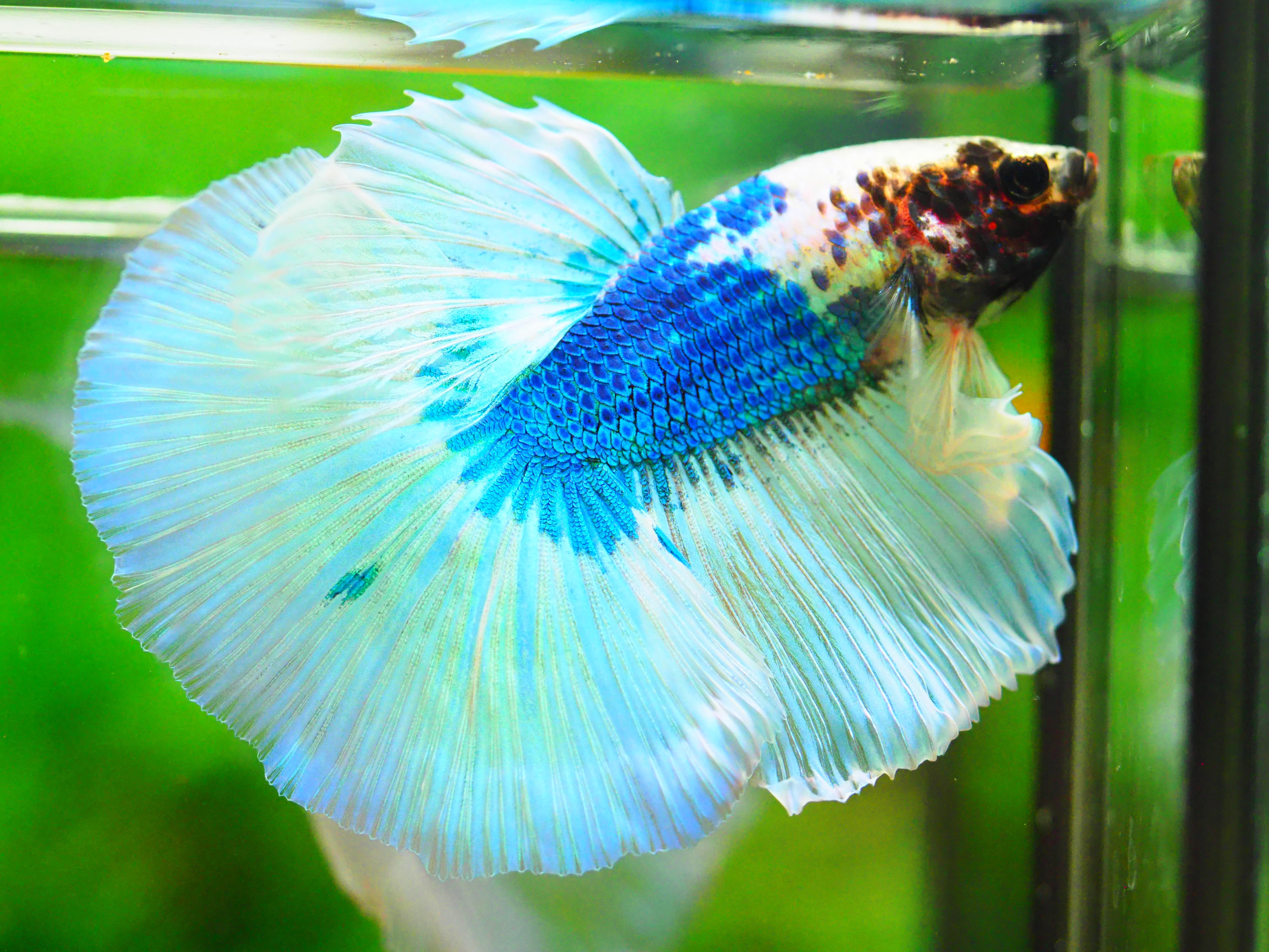 HM FANCY MALE GRADE A +++