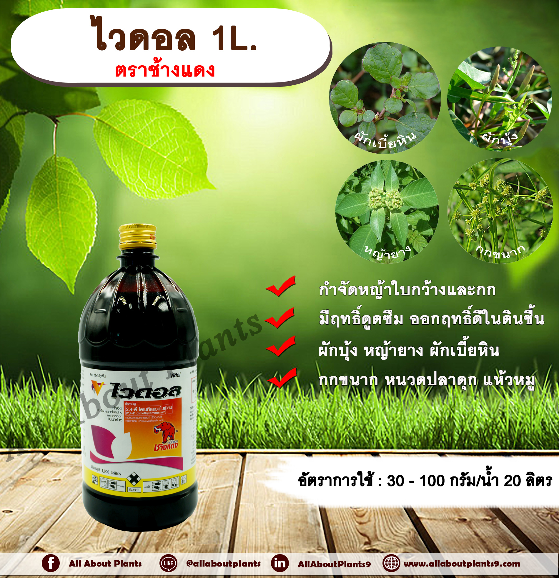 ไวดอล 1L. ตราช้างแดง 24ดี ไดเมทิลแอมโมเนียม ทูโฟดี สารกำจัดหญ้า กำจัดวัชพืช แบบดูดซึม ใบกว้าง และกก กำจัดหญ้ายาง ผักบุ้ง ผักโขม ผักเบี้ยหิน เครือ สะอึก กกขนาก แห้วหมู หนวดปลาดุก allaboutplants ชิ้น