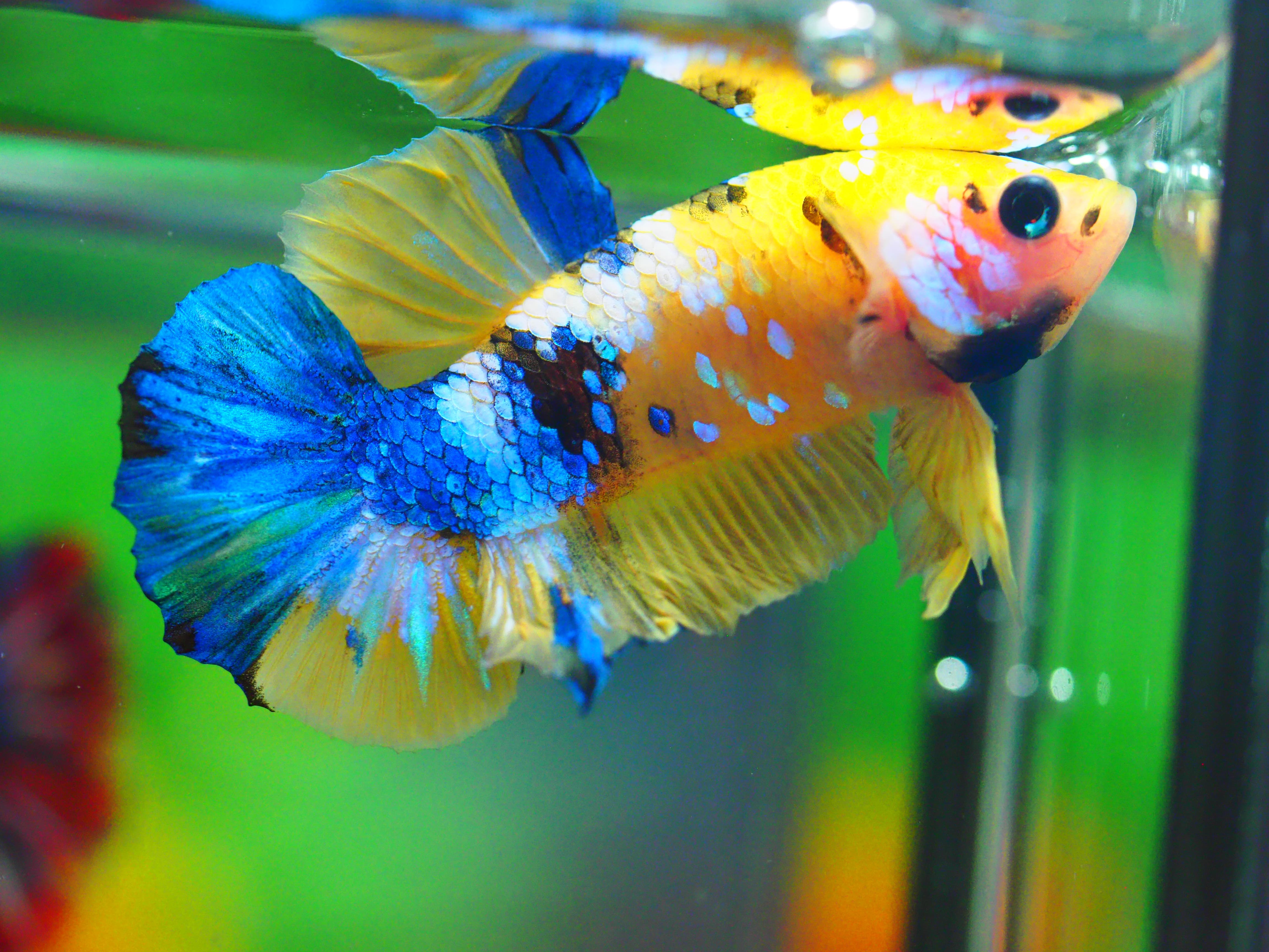 HMPK KOI YELLOW MALE GRADE A +++