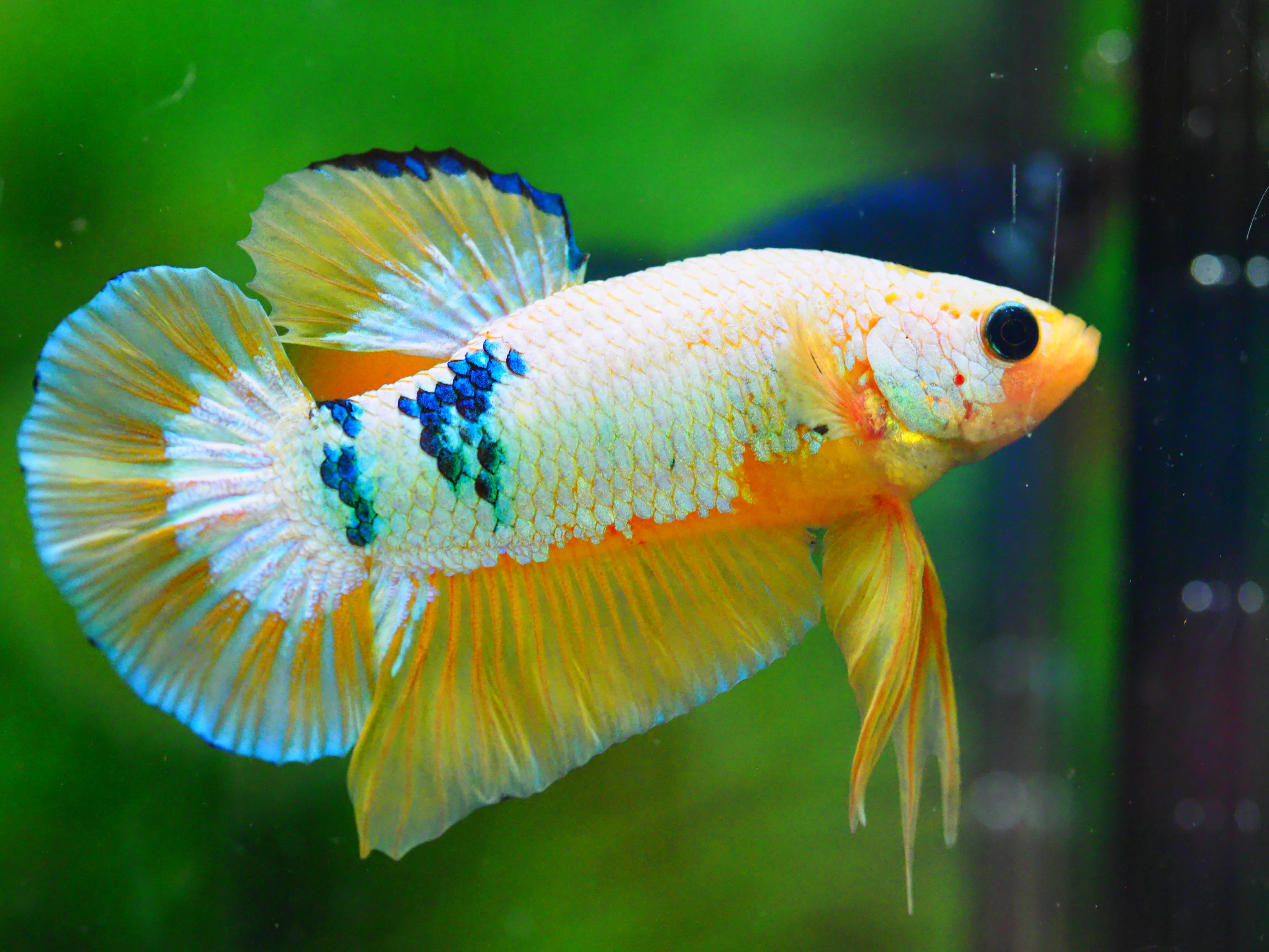 HMPK FANCY MALE GRADE A +++