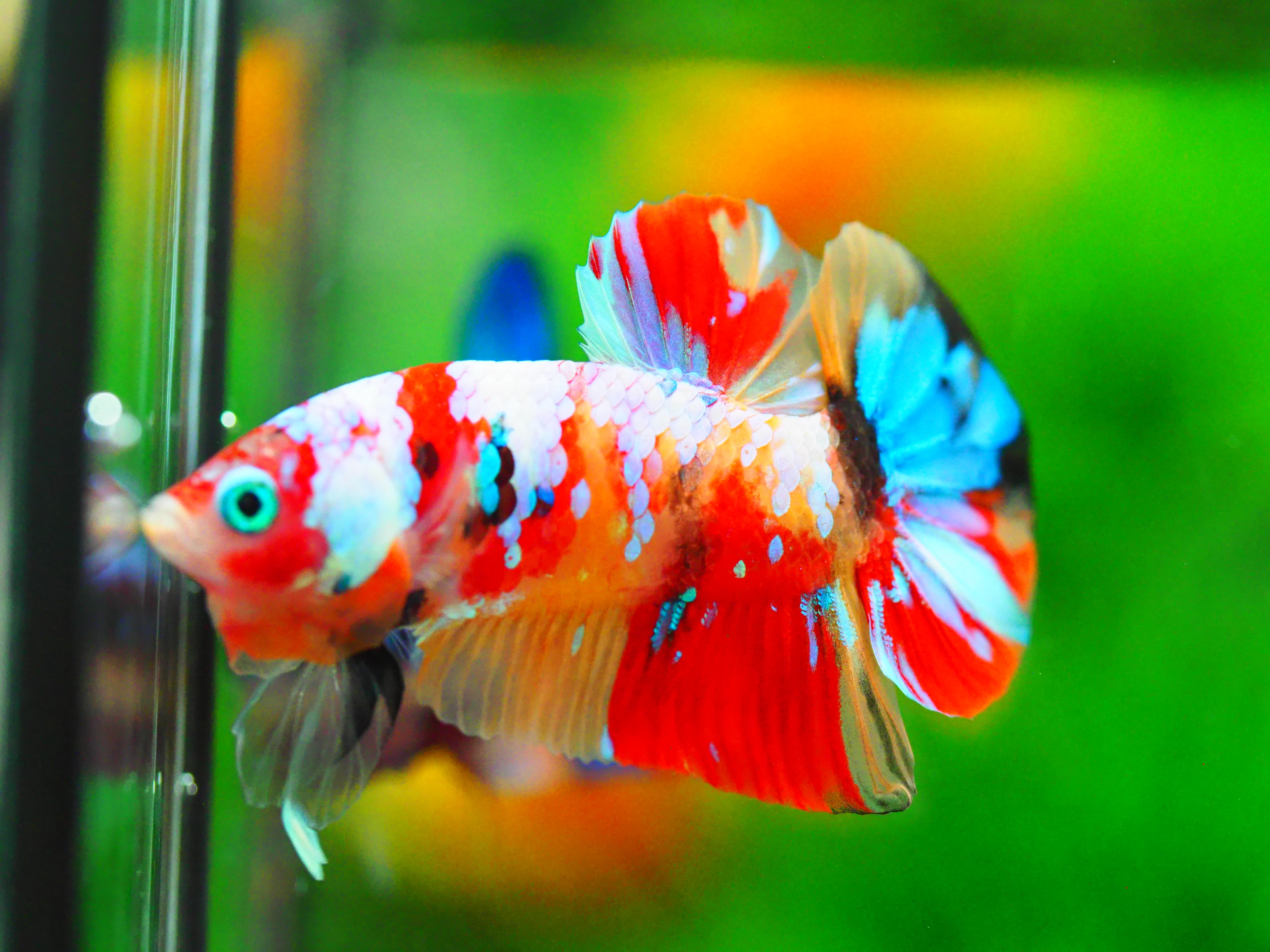 HMPK NEMO GALAXY MALE GRADE A +++