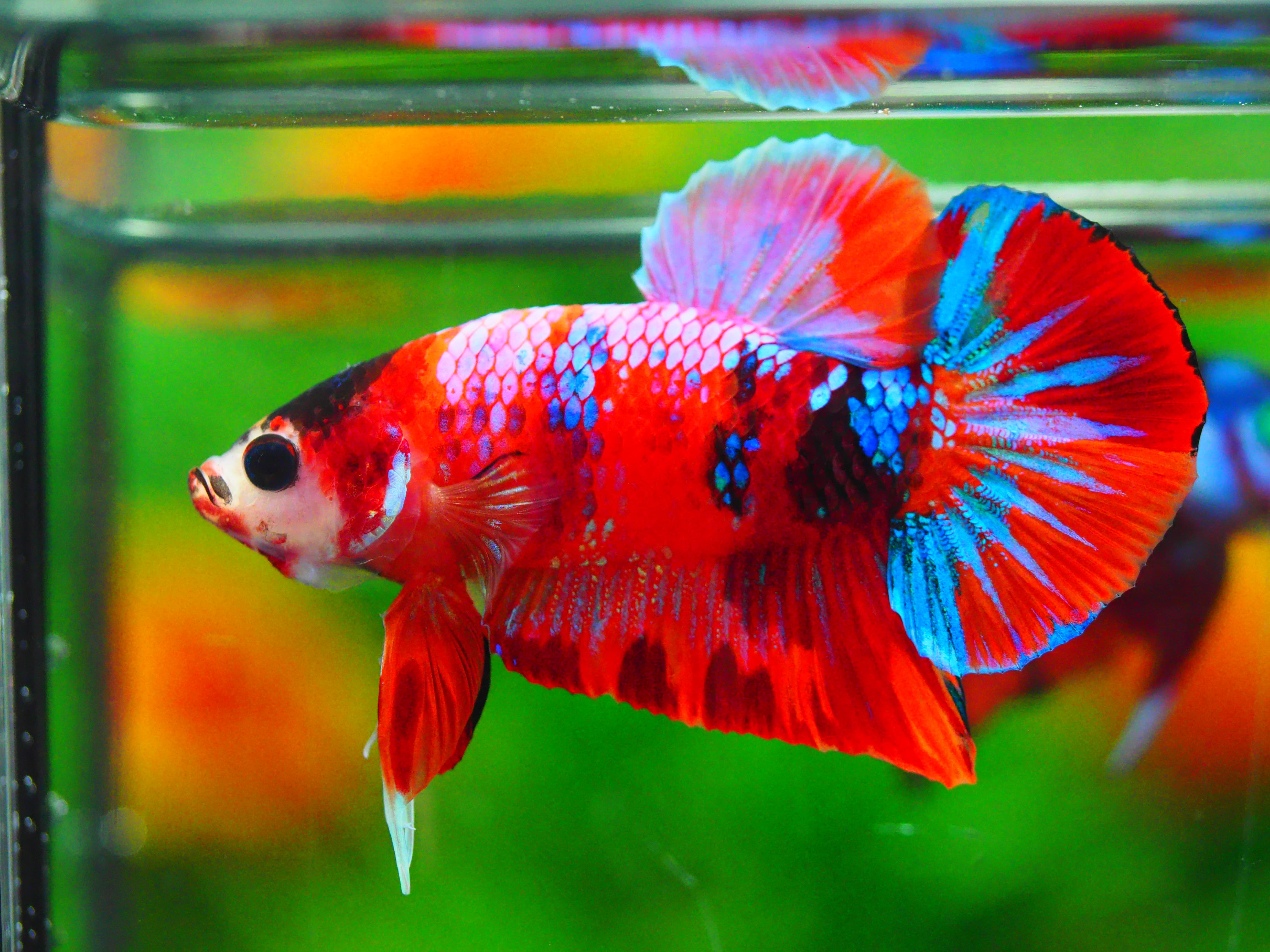 HMPK NEMO GALAXY MALE GRADE A +++