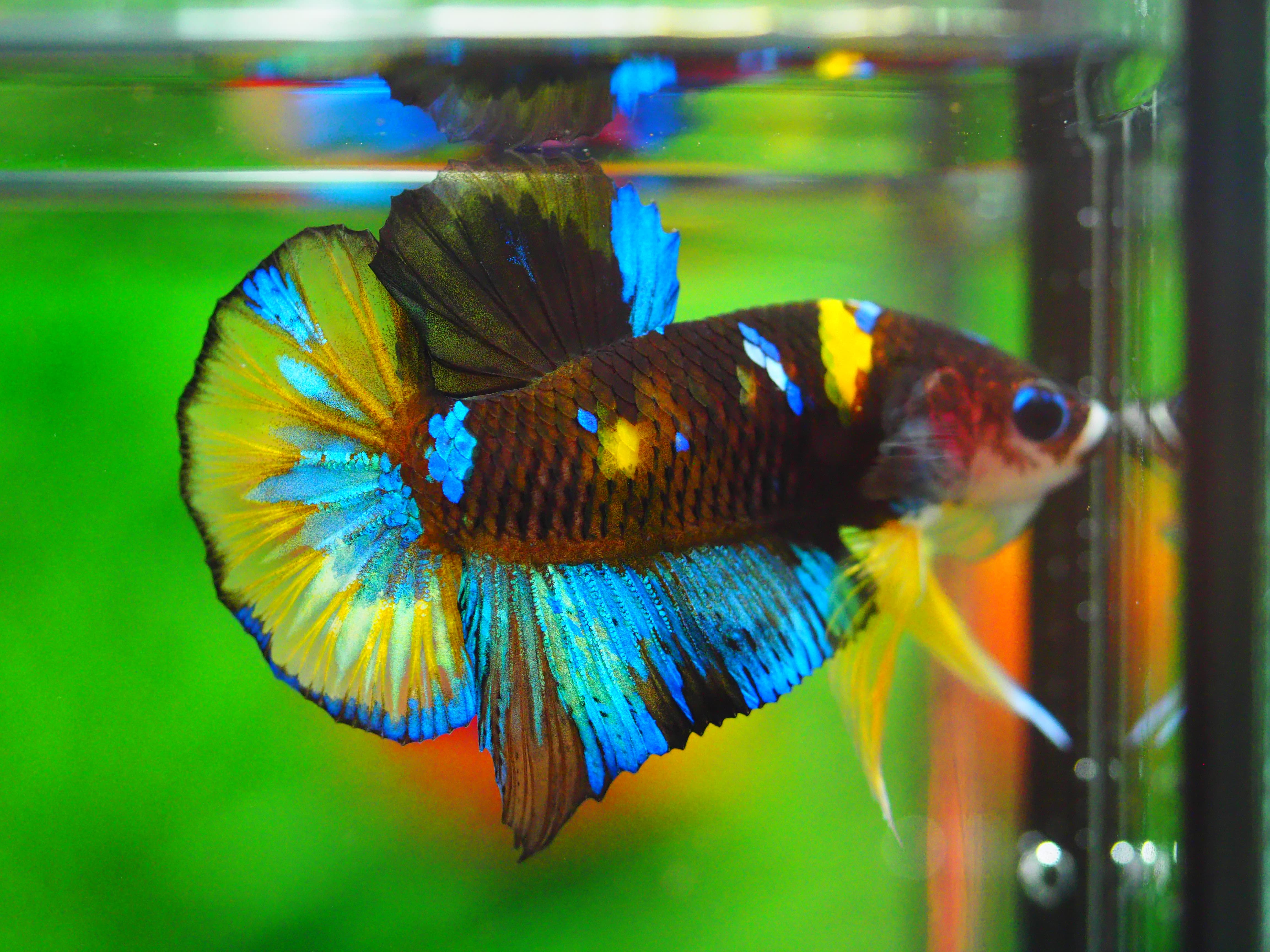 HMPK KOI GALAXY MALE GRADE A +++