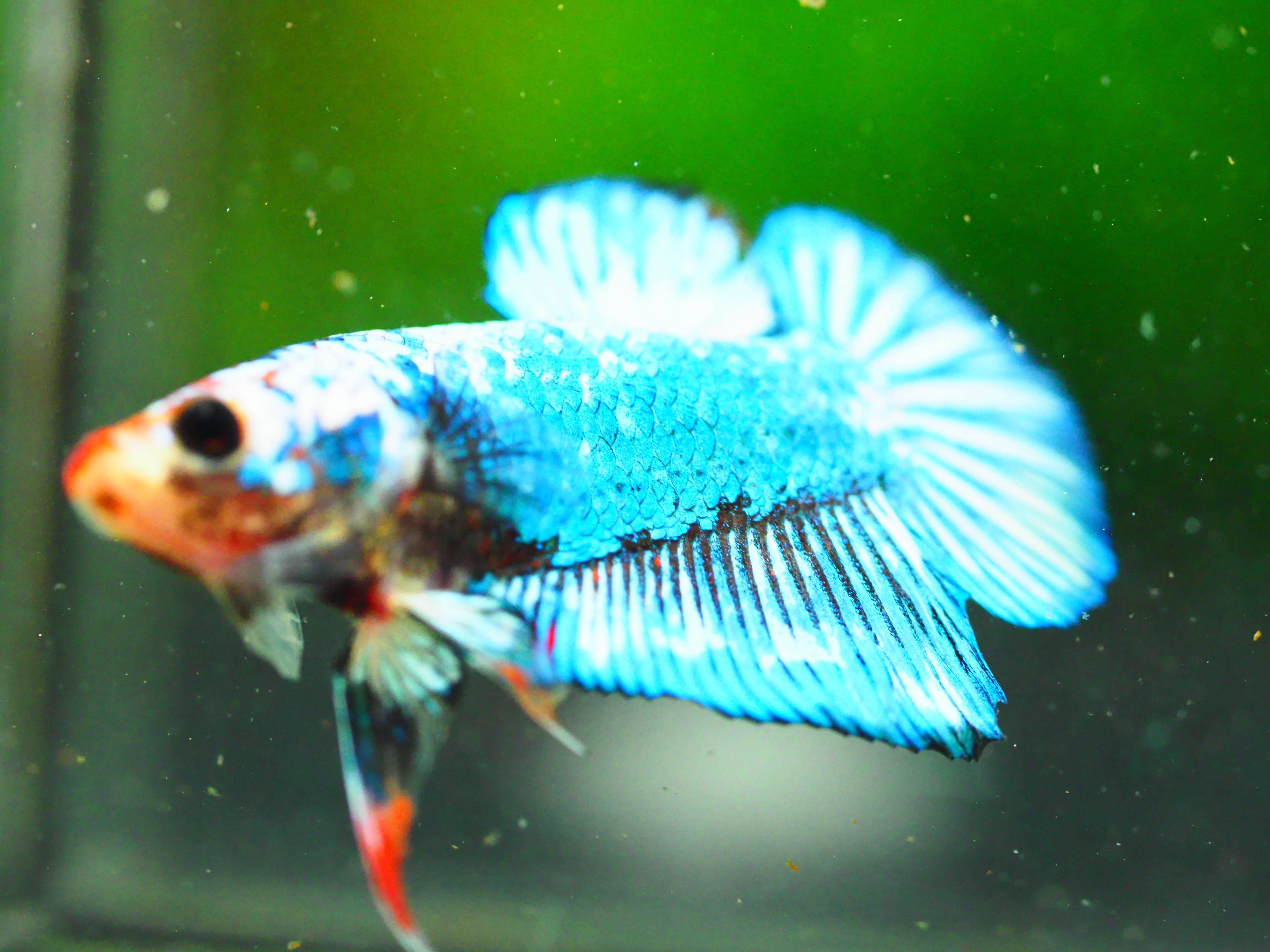 HMPK FANCY MALE GRADE A +++