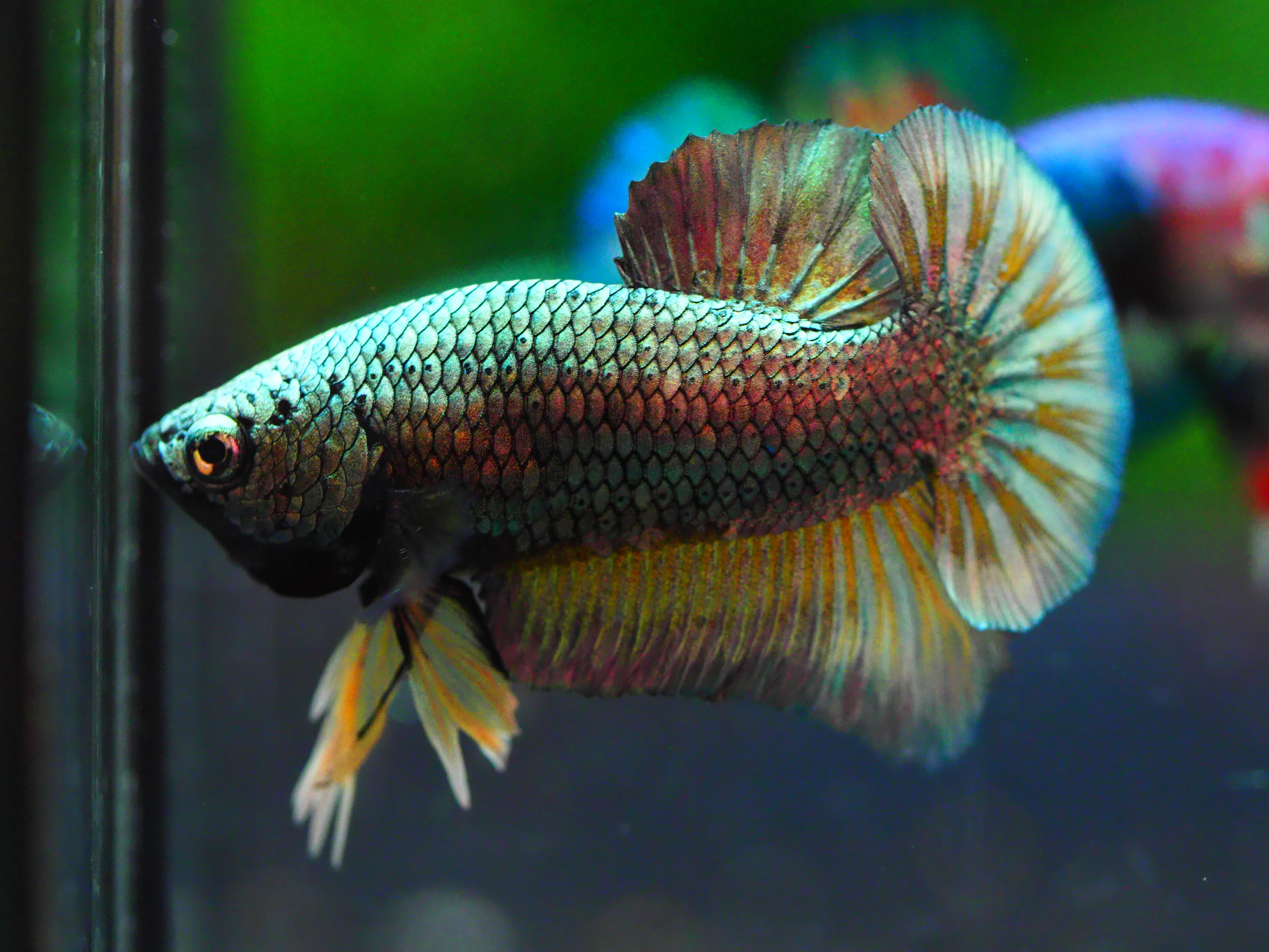 HMPK COPPER MALE GRADE A +++
