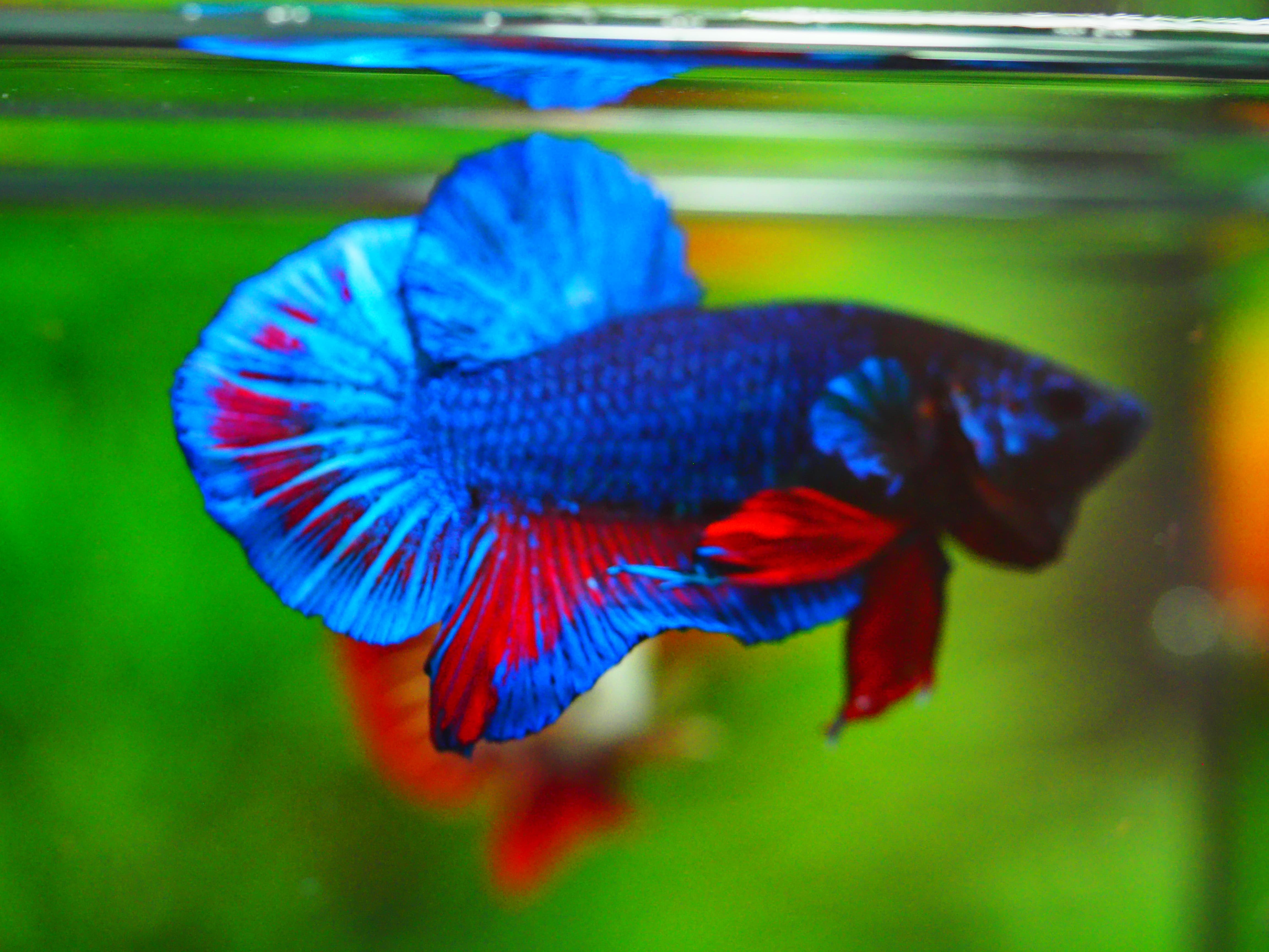 HMPK FANCY MALE GRADE A++