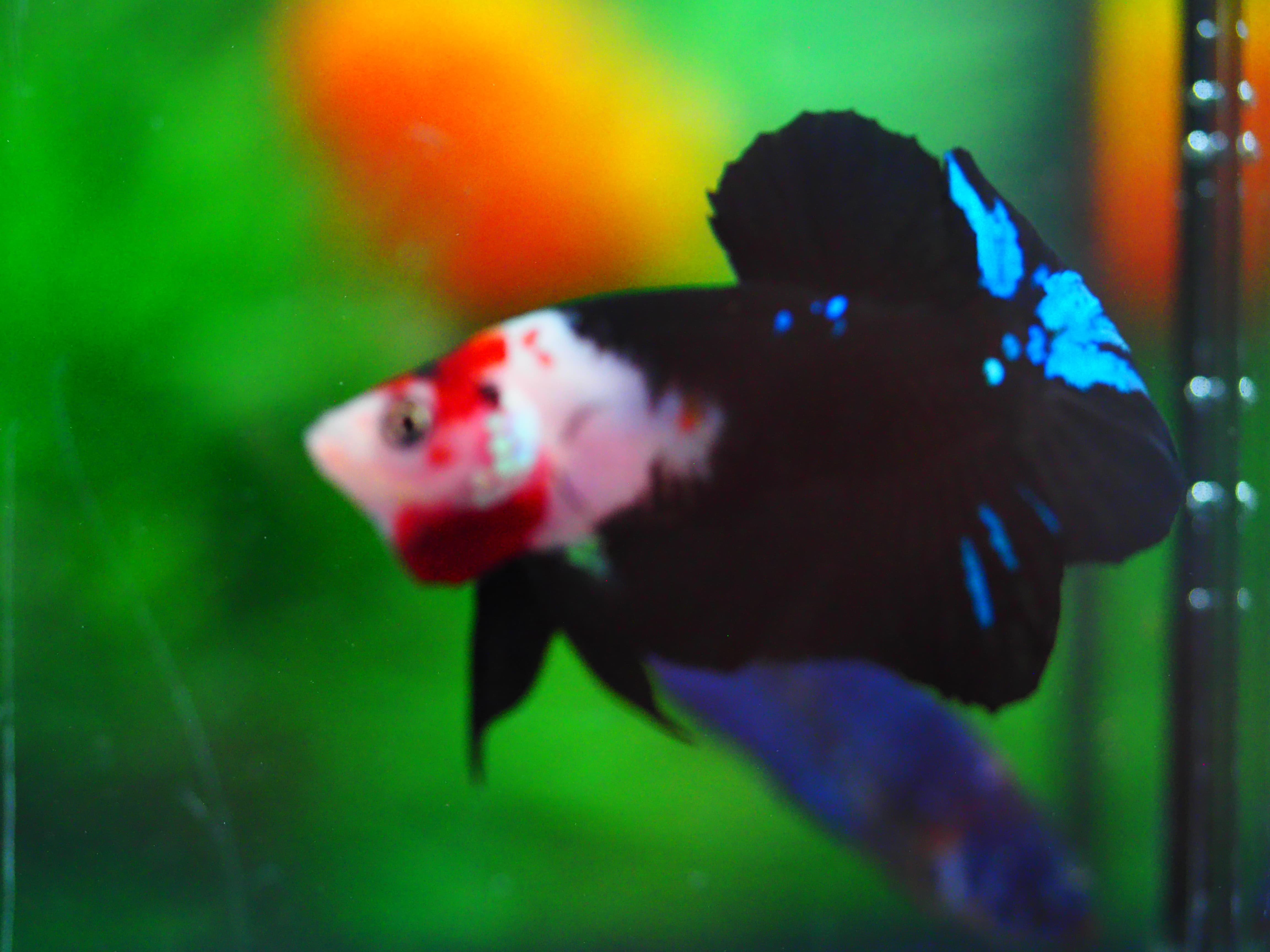 HMPK KOI GALAXY MALE GRADE A+++