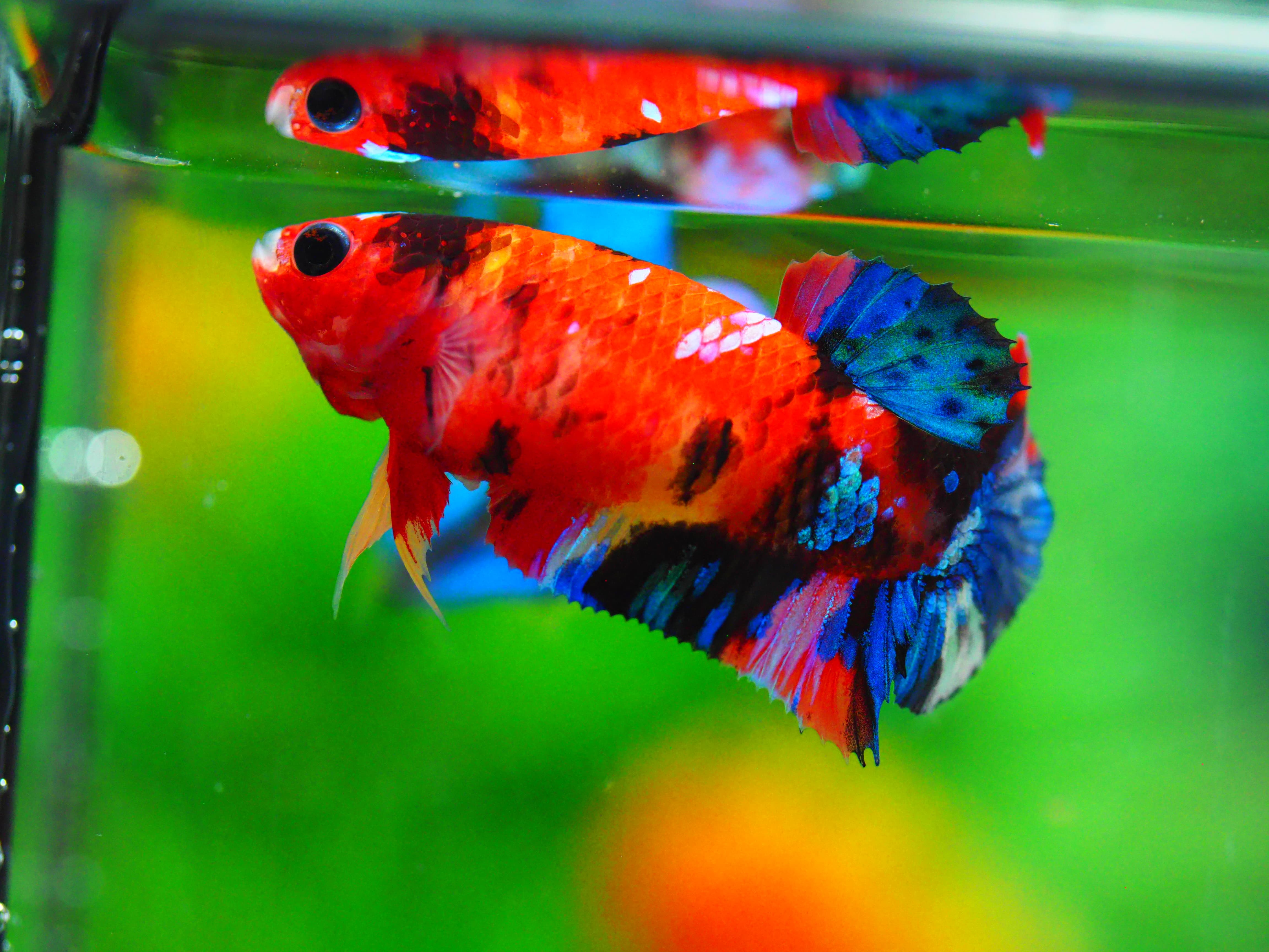 HMPK KOI GALAXY FNMALE GRADE A +++