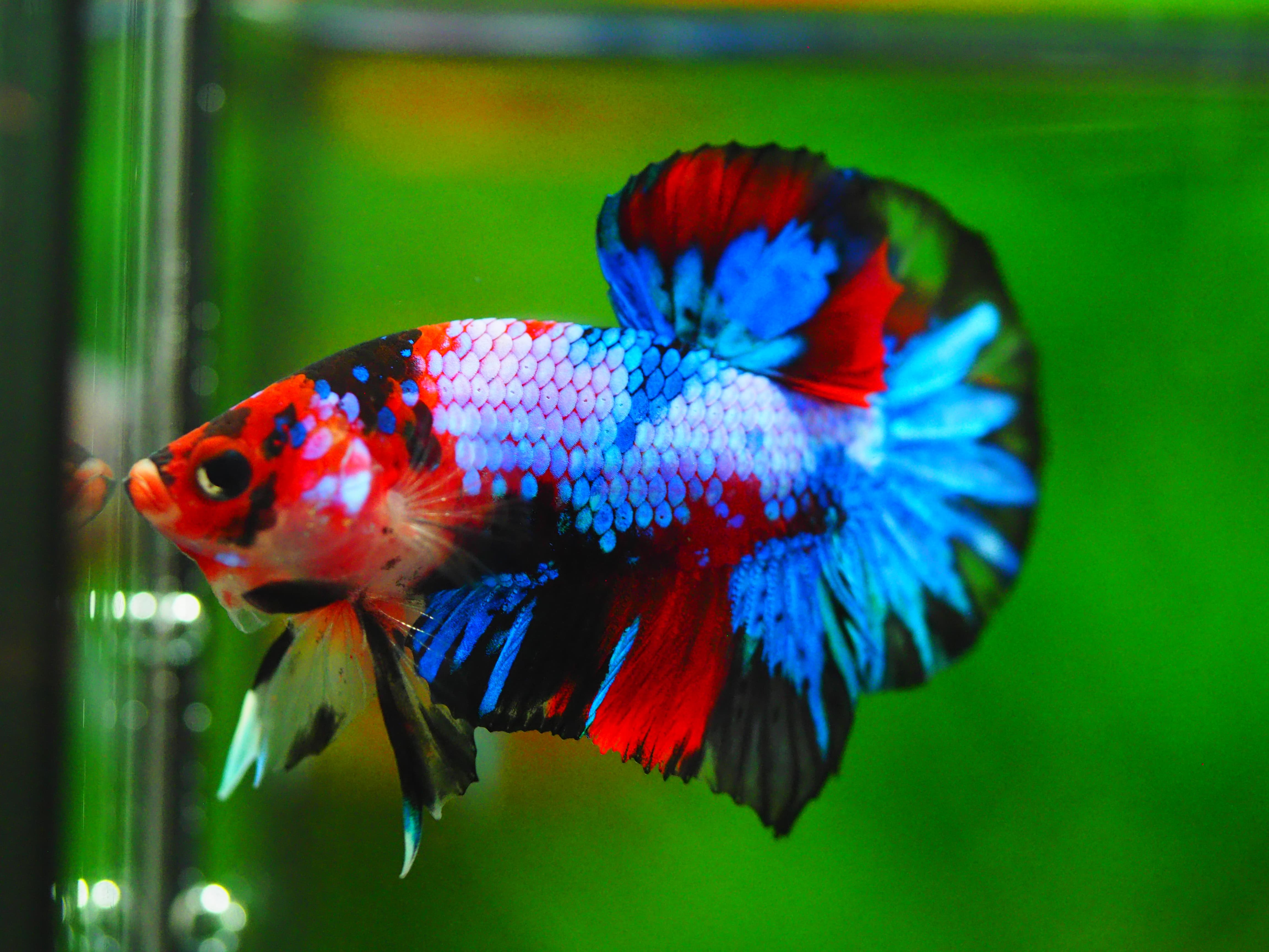 HMPK KOI GALAXY MALE GRADE A++