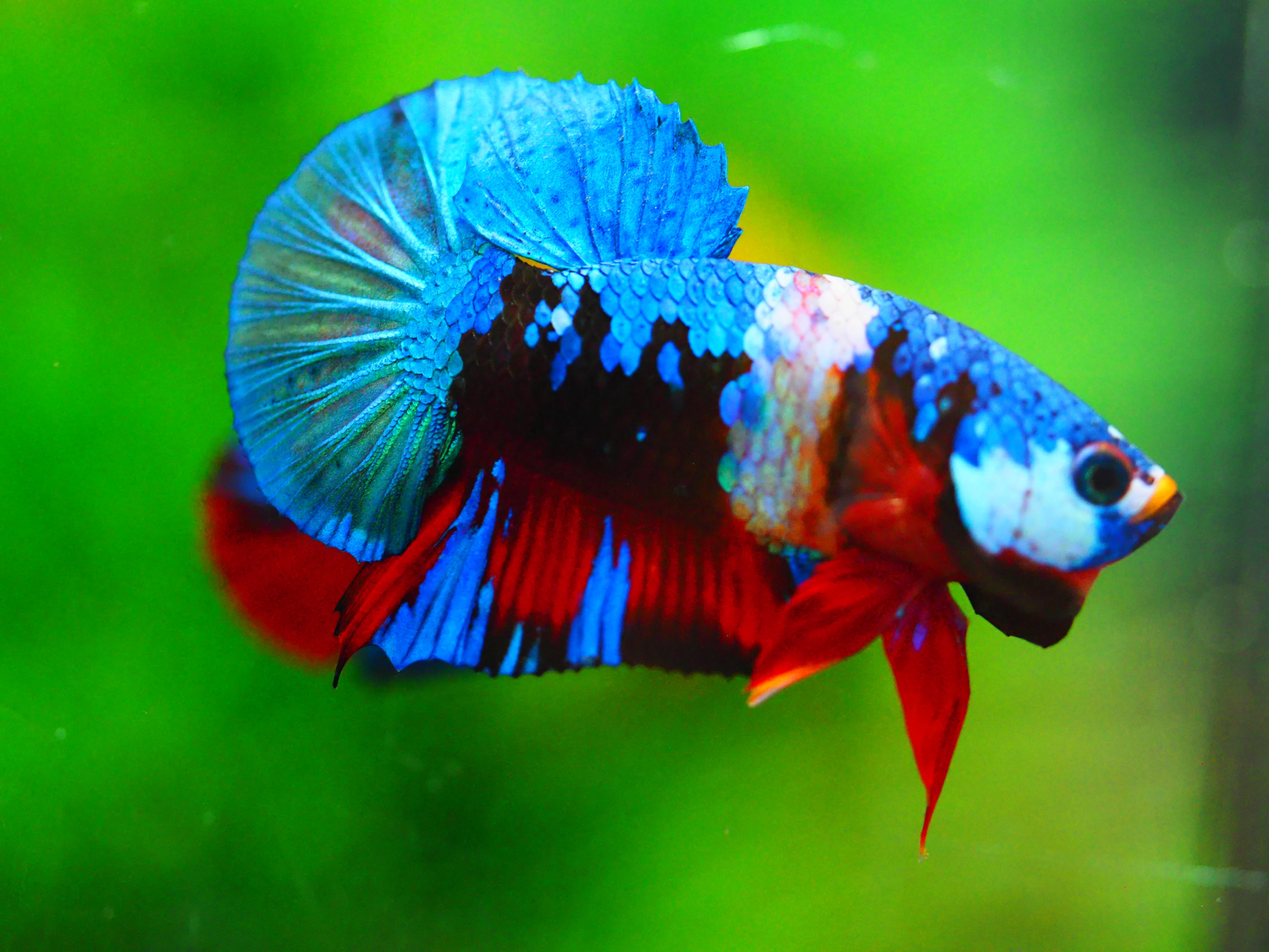 HMPK KOI GALAXY MALE GRADE A +++