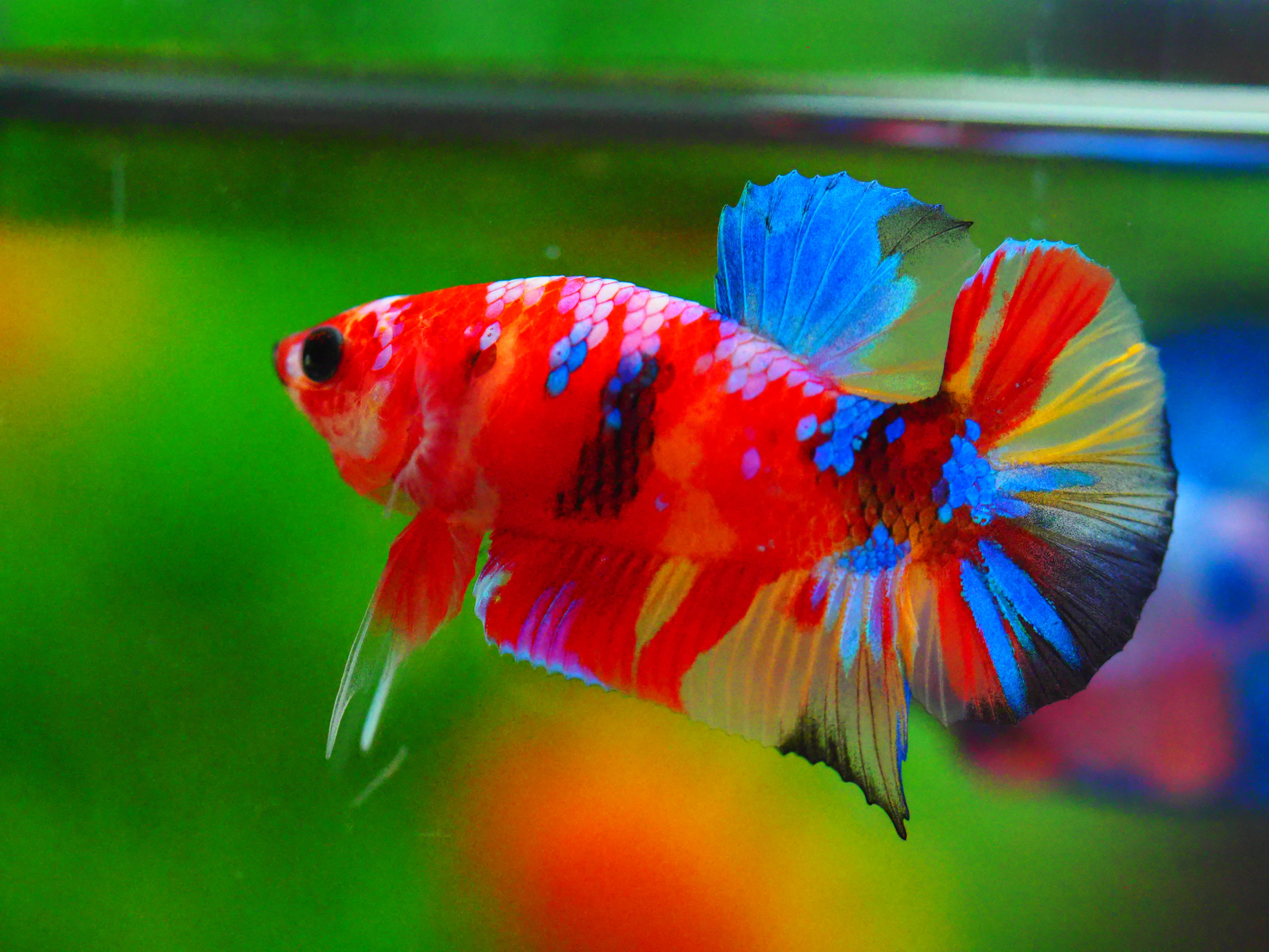 HMPK NEMO GALAXY MALE GRADE A +++