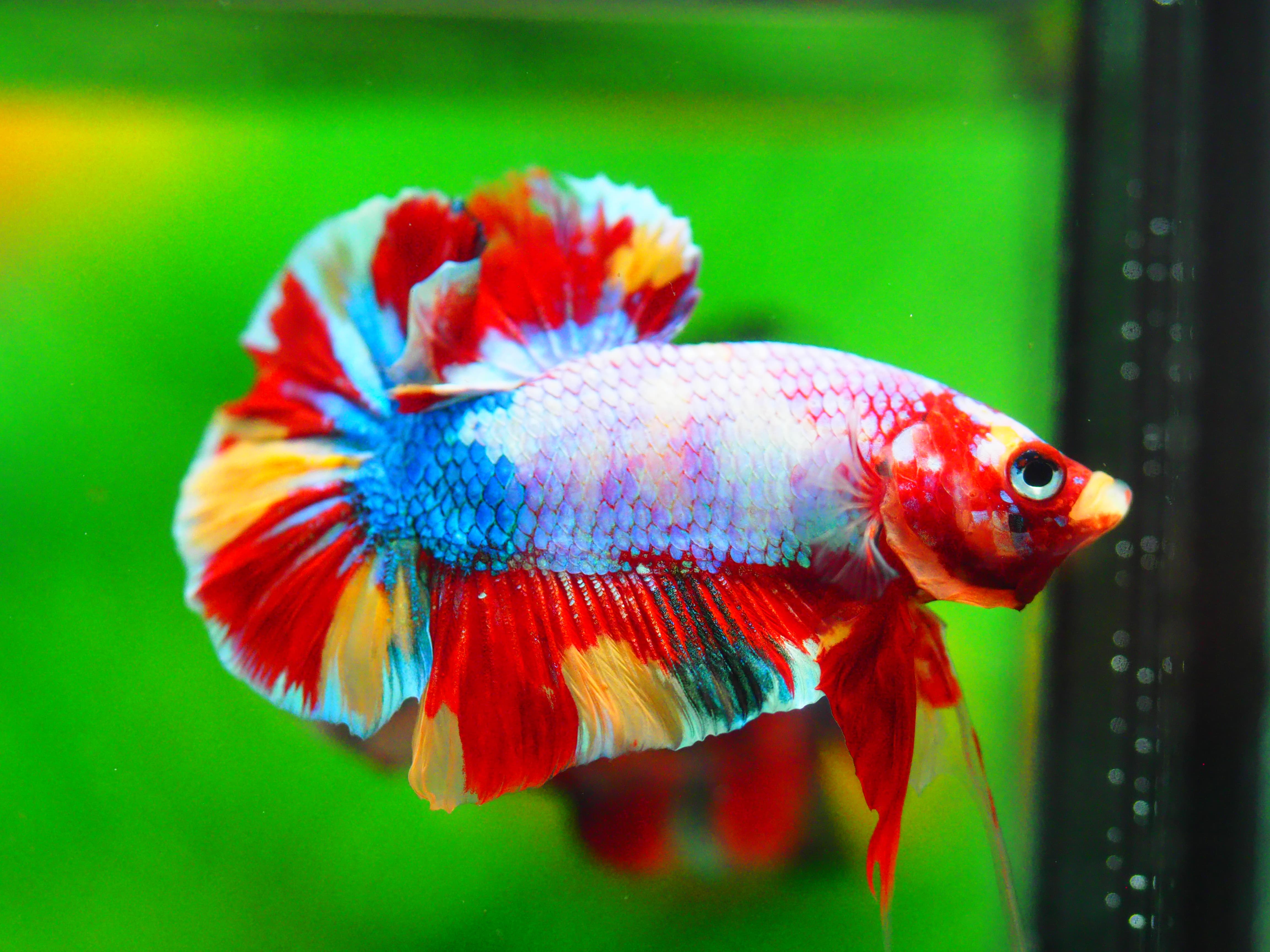 HMPK KOI GALAXY MALE GRADE A +++