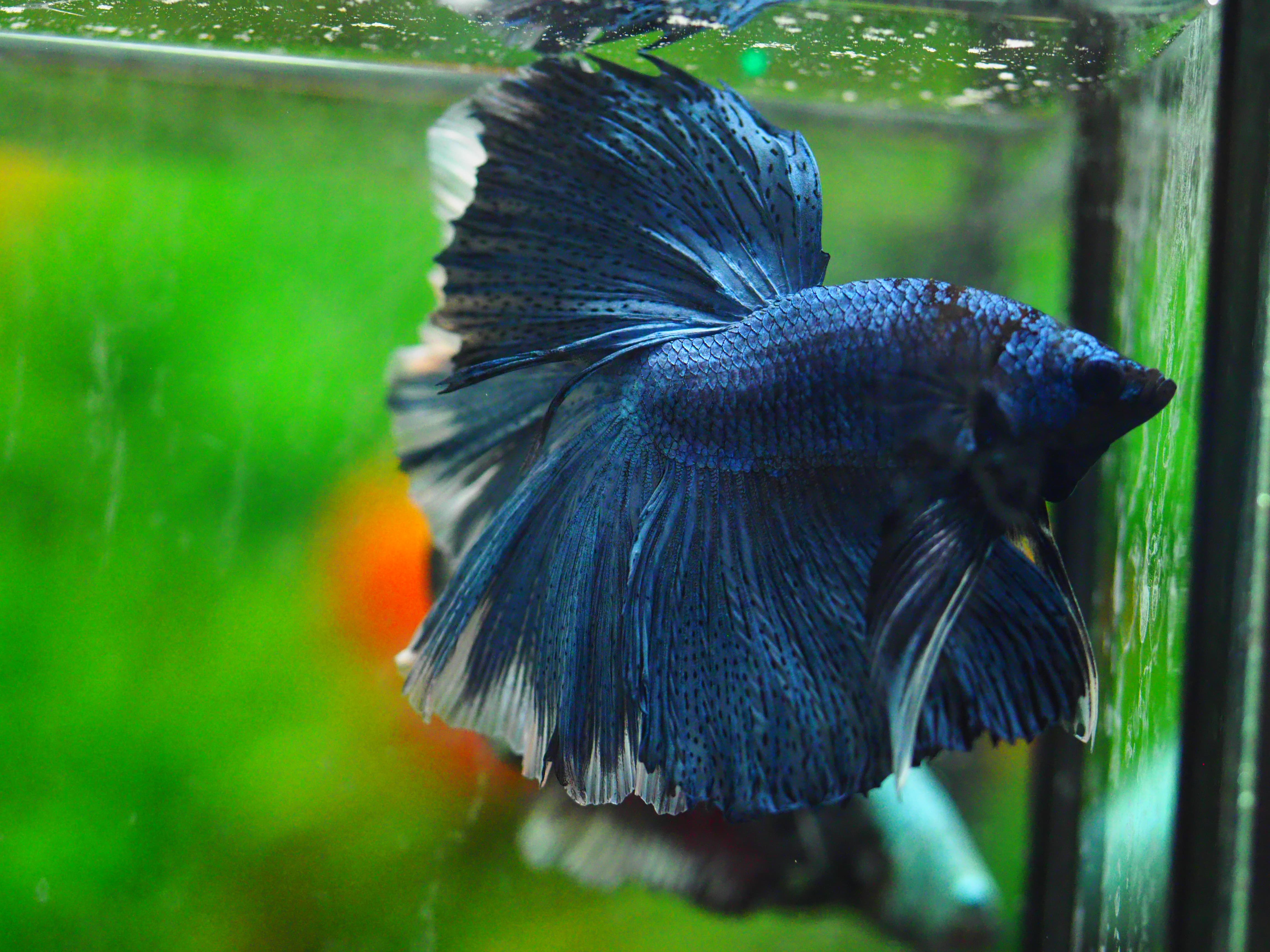 HM FANCY MALE GRADE A +++