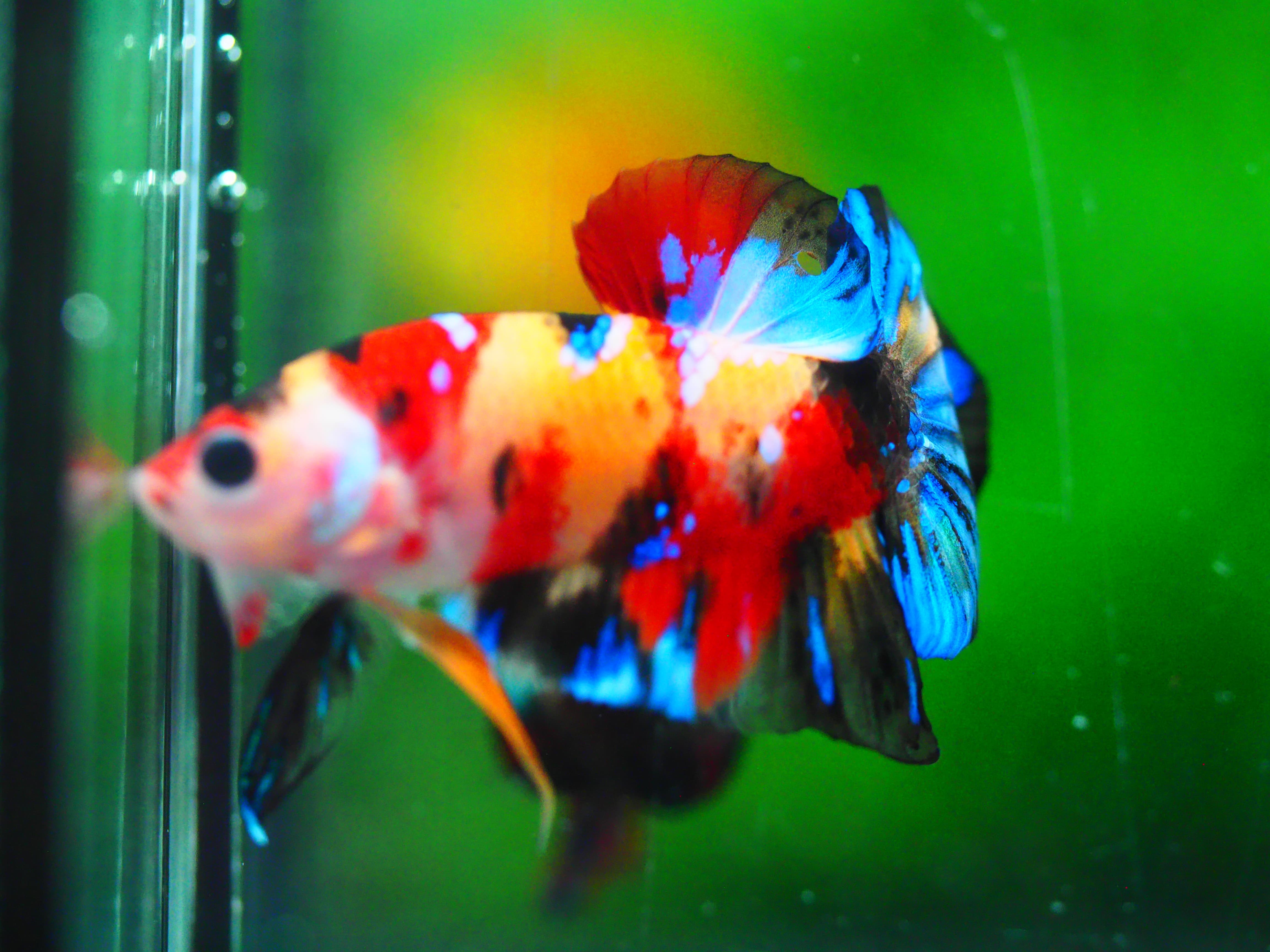 HMPK KOI NEMO GALAXY MALE GRADE A +++