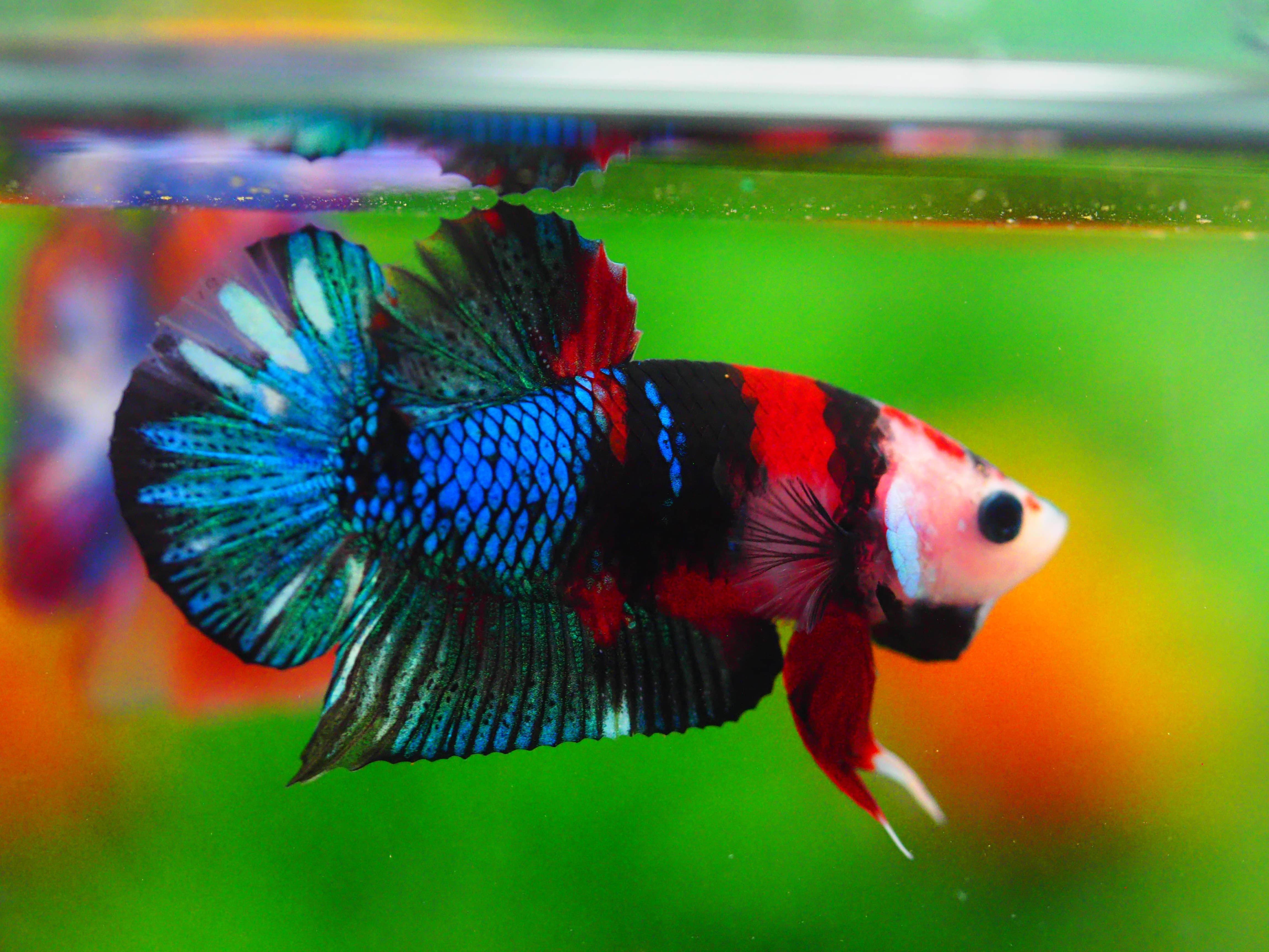 HMPK KOI GALAXY MALE GRADE A +++